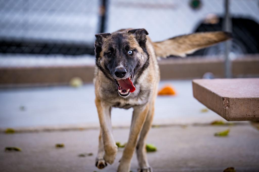 Enlarge Sable, a Adoptable mixed breed in Twentynine Palms, CA image 2/6