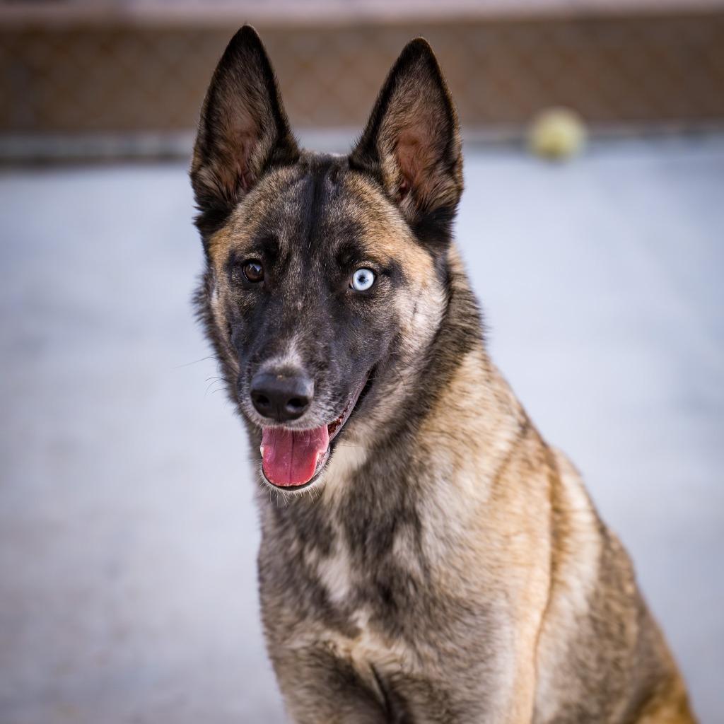 Enlarge Sable, a Adoptable mixed breed in Twentynine Palms, CA image 3/6