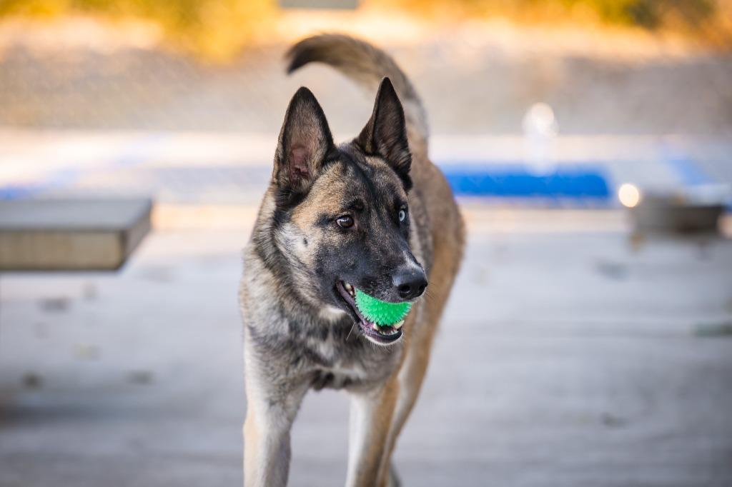 Enlarge Sable, a Adoptable mixed breed in Twentynine Palms, CA image 4/6