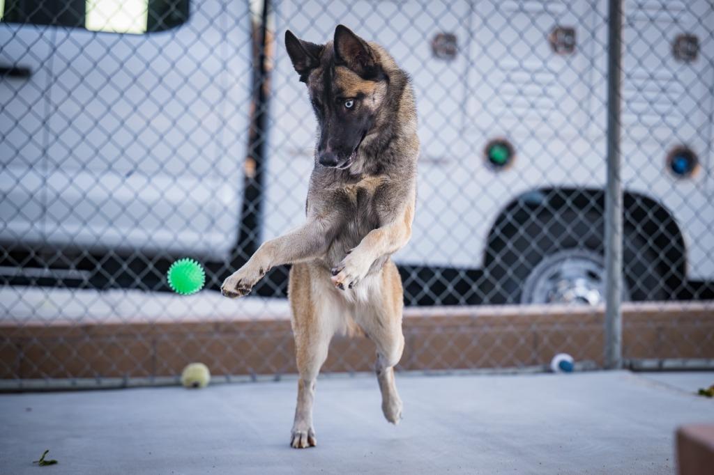 Enlarge Sable, a Adoptable mixed breed in Twentynine Palms, CA image 5/6