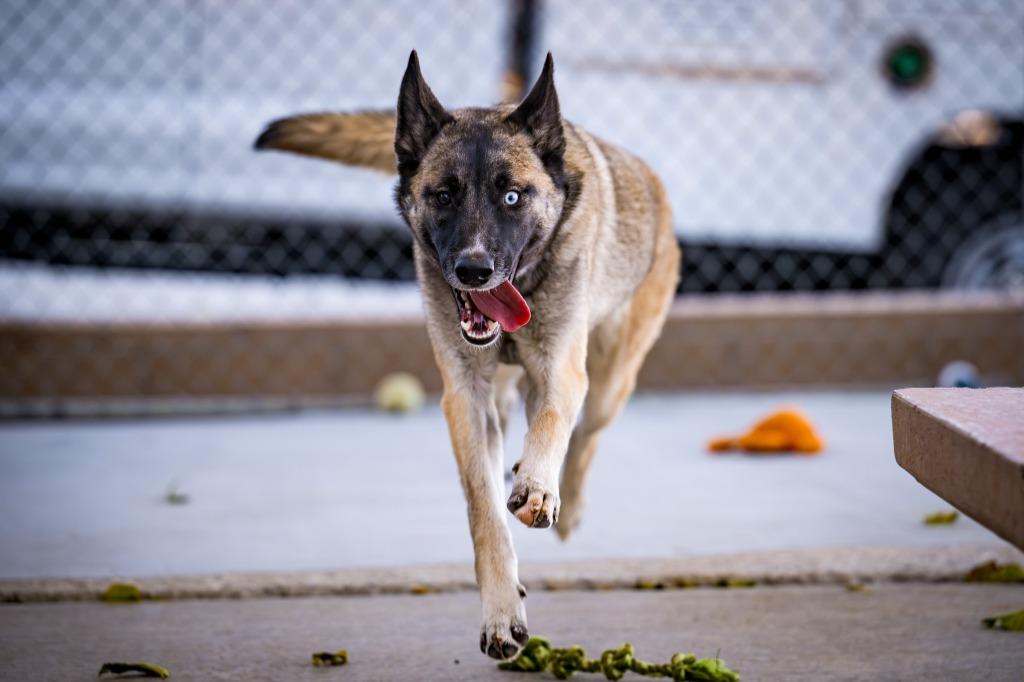 Enlarge Sable, a Adoptable mixed breed in Twentynine Palms, CA image 6/6