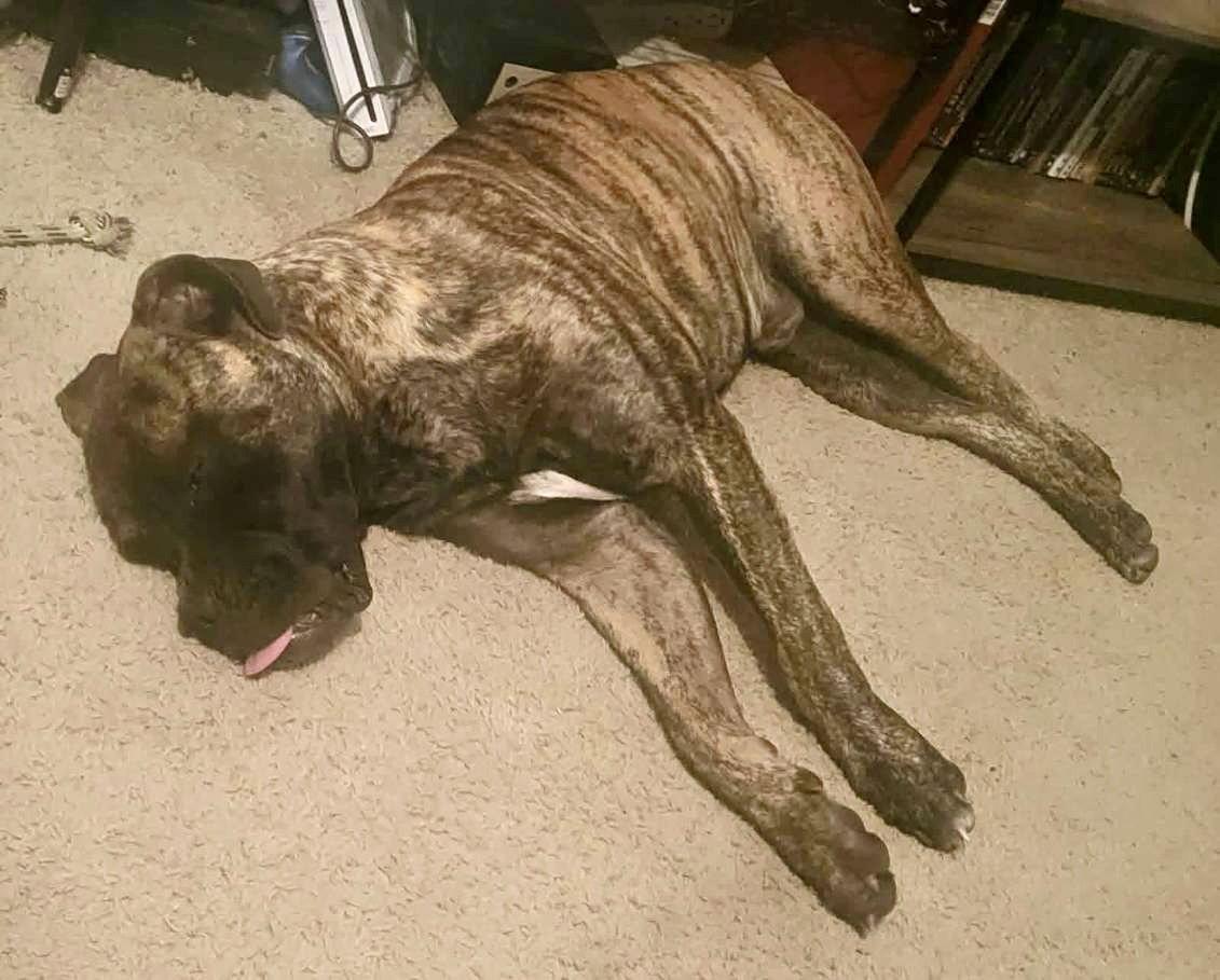 Enlarge Bailey, a Adoptable Bullmastiff in Glendale, AZ image 2/3