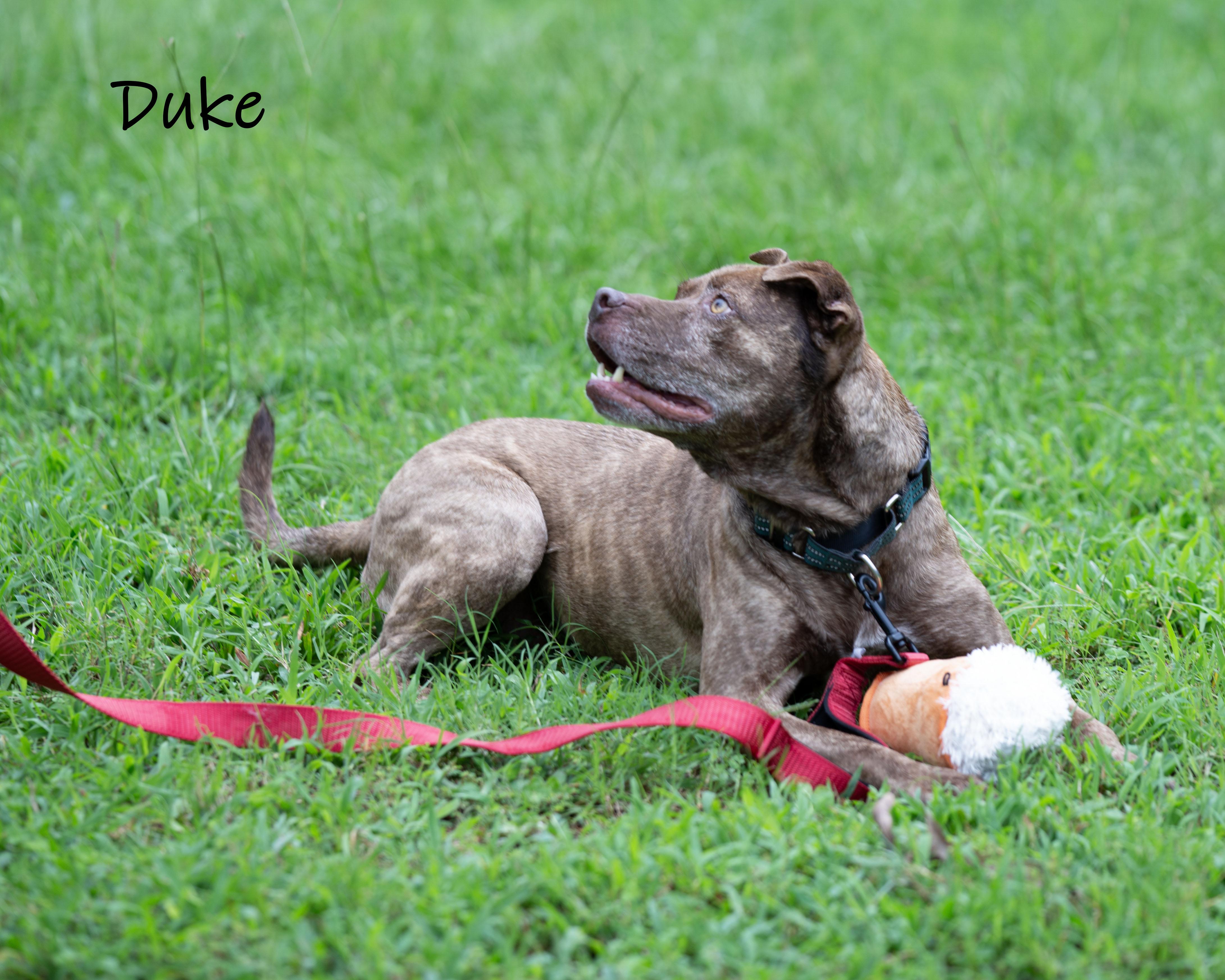 Enlarge Duke, a Adoptable mixed breed in Bishop, GA image 1/6