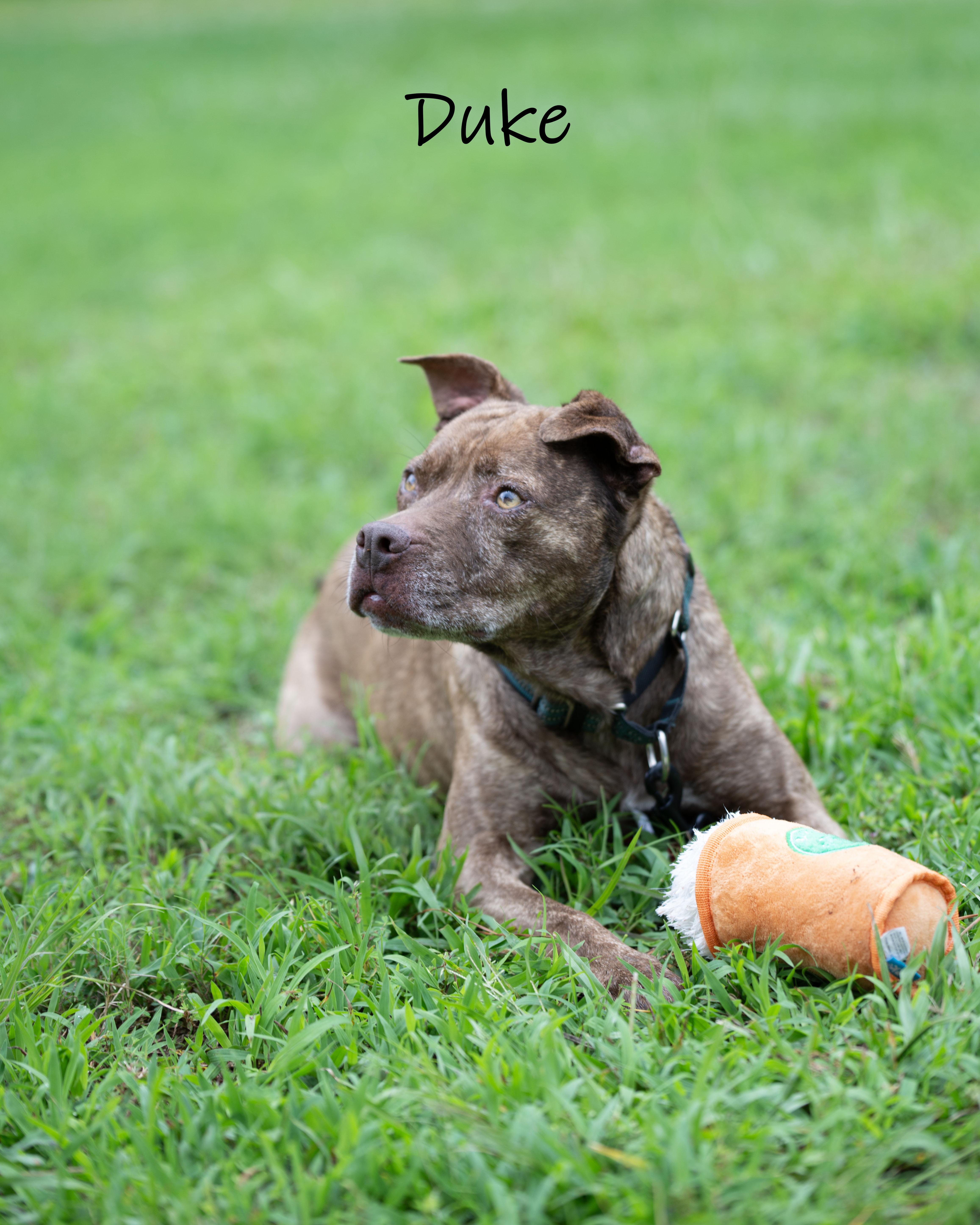 Enlarge Duke, a Adoptable mixed breed in Bishop, GA image 4/6