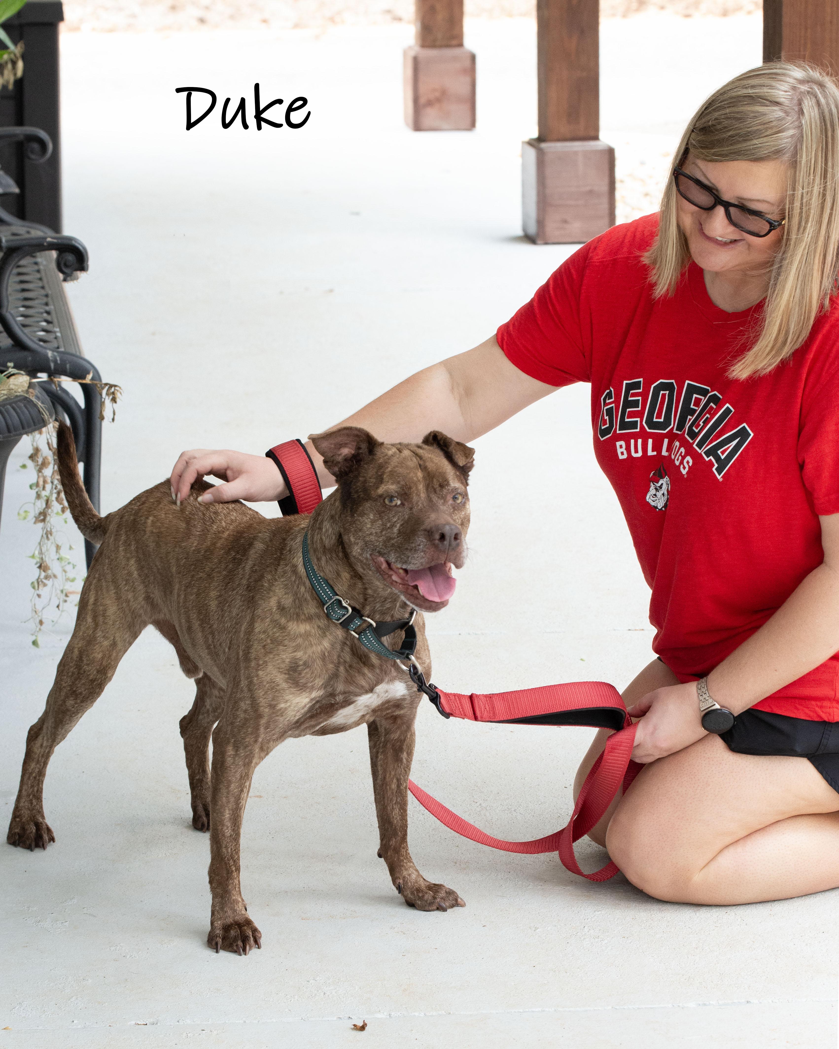 Enlarge Duke, a Adoptable mixed breed in Bishop, GA image 5/6