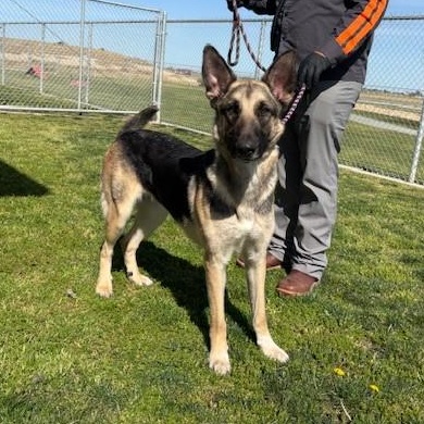 HOPE, a Adoptable German Shepherd Dog in Delano, CA image 5/5