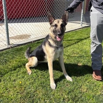 HOPE, a Adoptable German Shepherd Dog in Delano, CA image 3/5