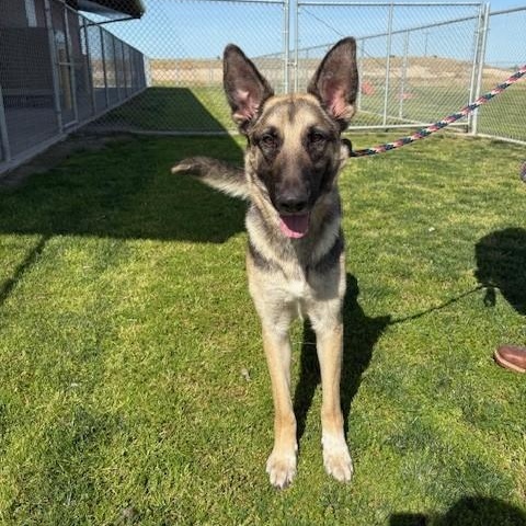 HOPE, a Adoptable German Shepherd Dog in Delano, CA image 4/5