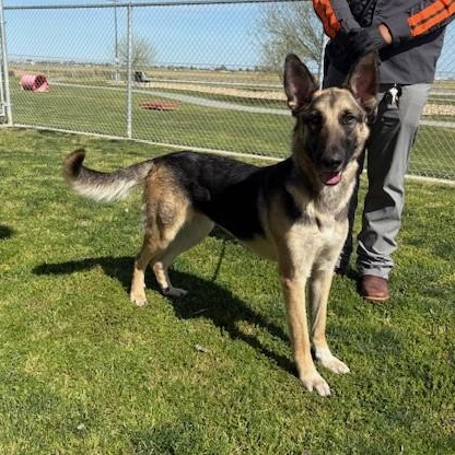 HOPE, Adoptable, Adult Female German Shepherd Dog.