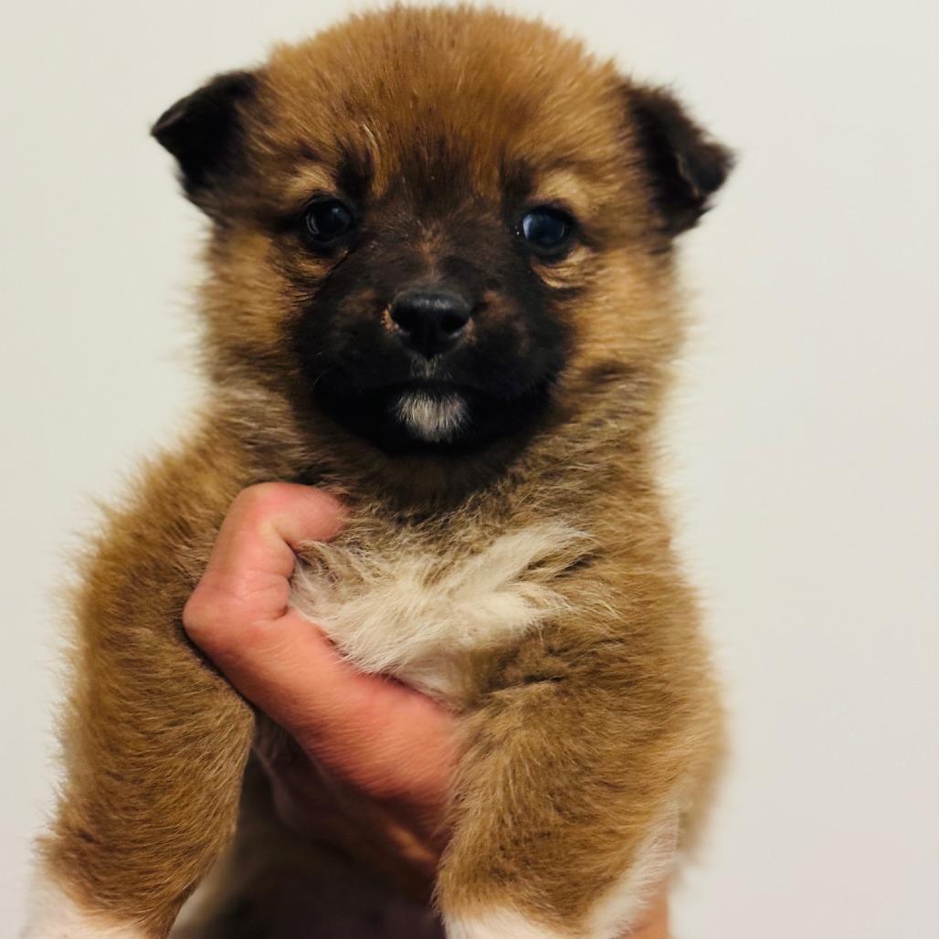Enlarge Tam, a Adoptable Shepherd in Tuba City, AZ image 2/6