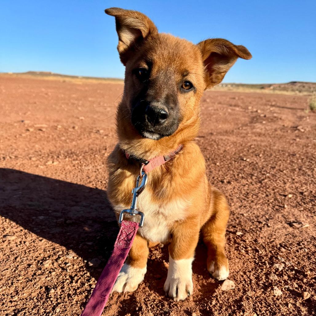 Enlarge Tam, a Adoptable Shepherd in Tuba City, AZ image 3/6