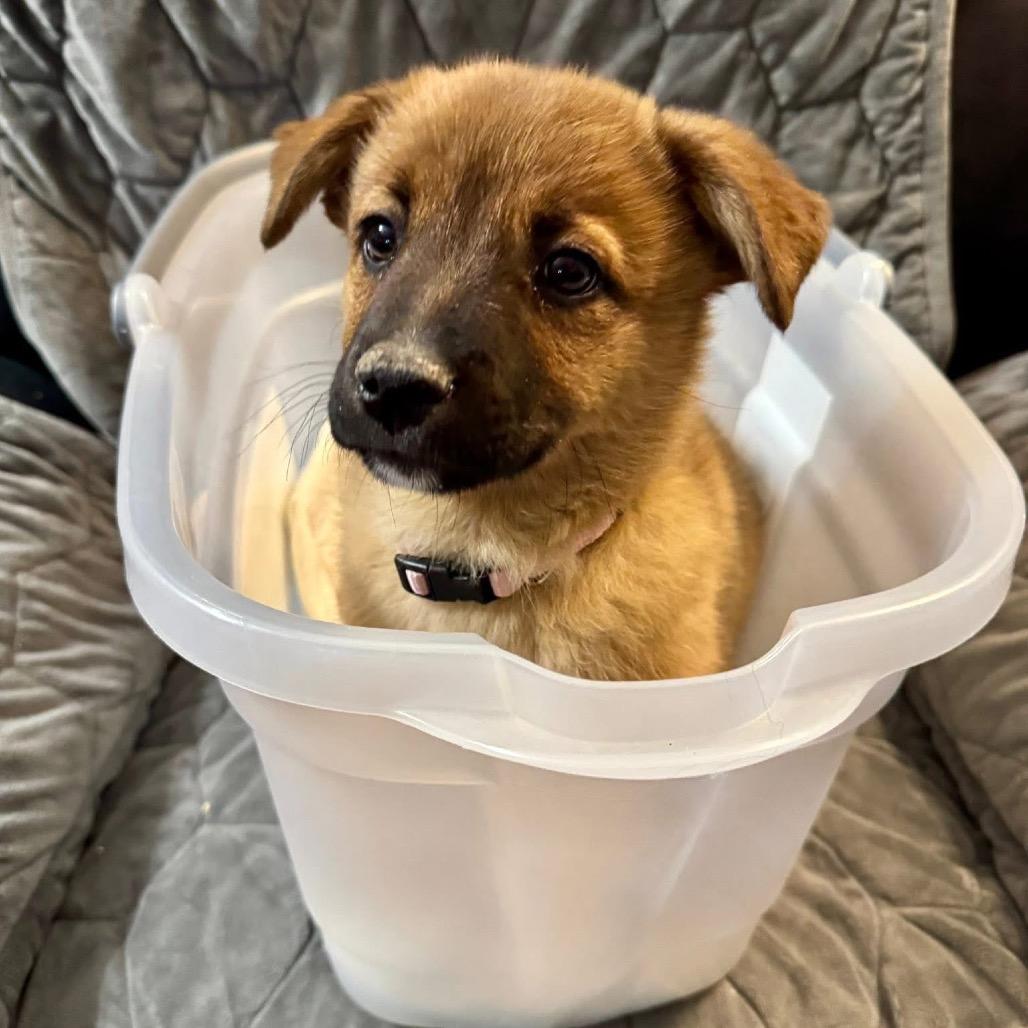 Enlarge Tam, a Adoptable Shepherd in Tuba City, AZ image 4/6
