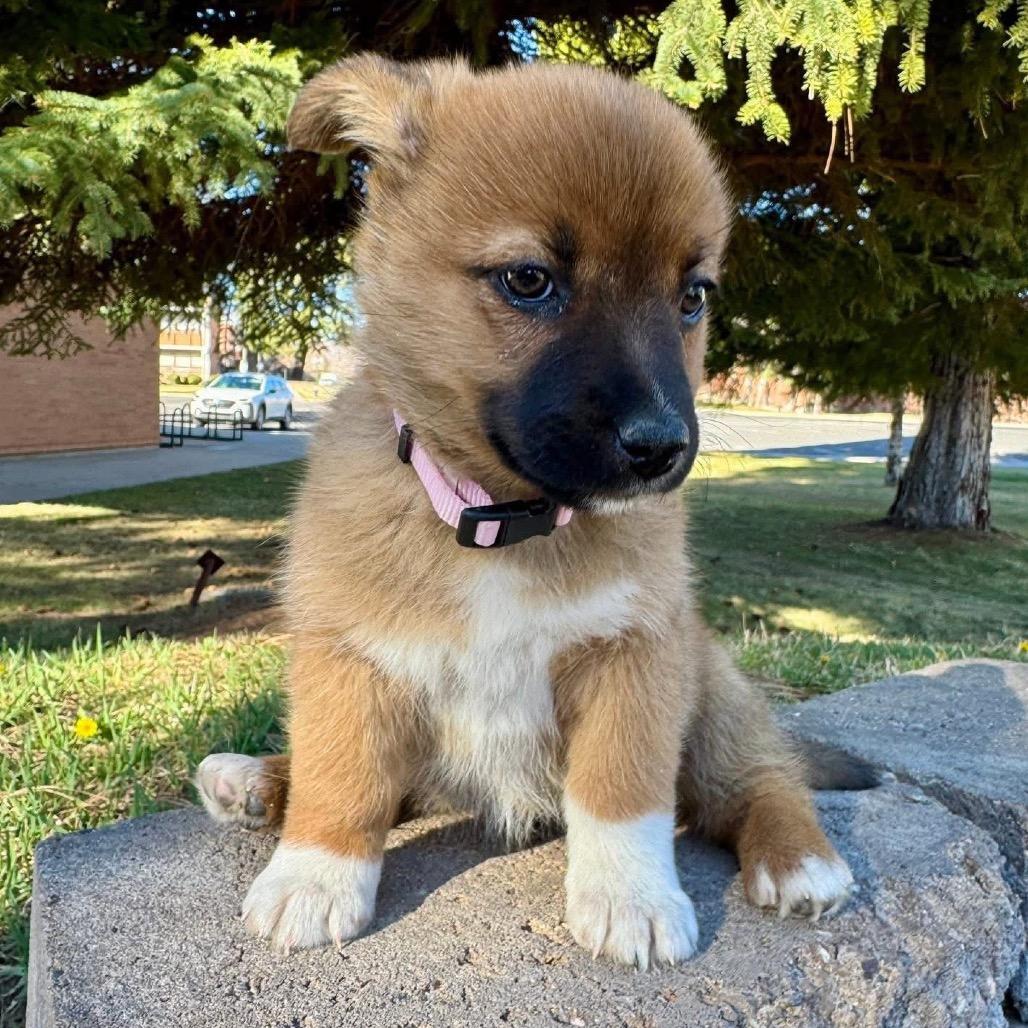 Enlarge Tam, a Adoptable Shepherd in Tuba City, AZ image 6/6
