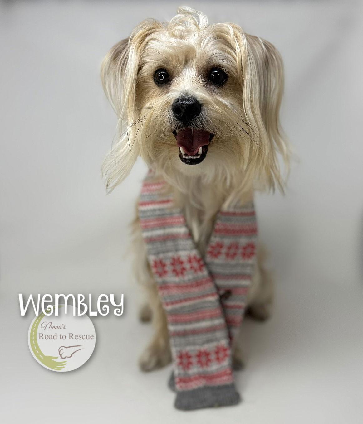Wembley, Adoptable, Young Male Shih Tzu & Yorkshire Terrier.