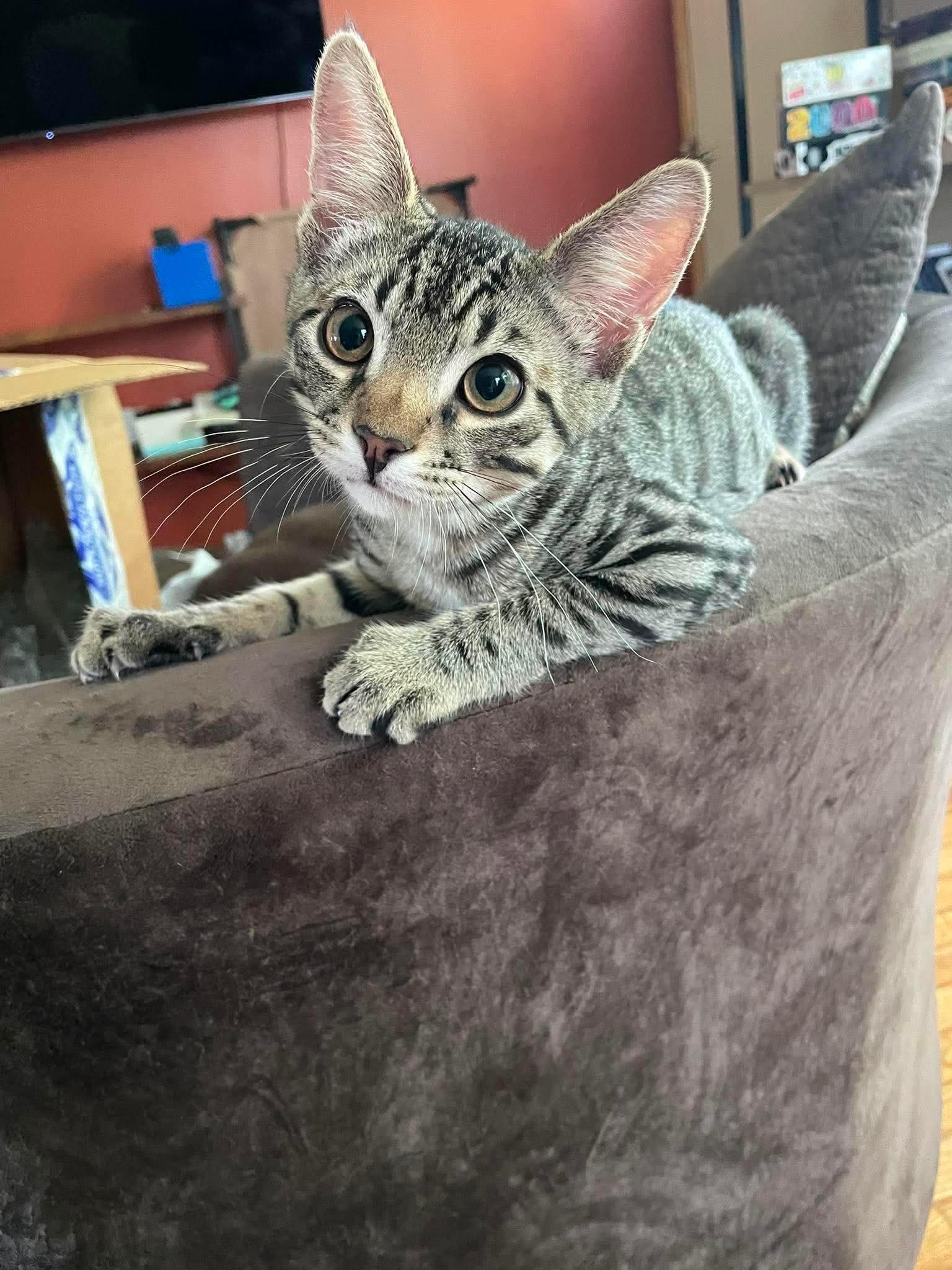 Rally, Adoptable, Kitten Male Domestic Short Hair.