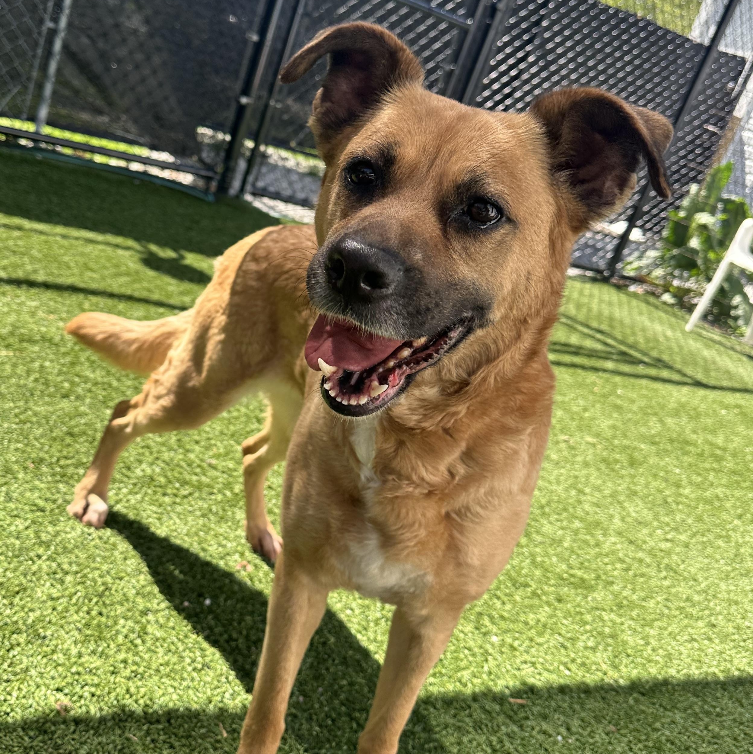 MooMoo, Adult Female German Shepherd Dog