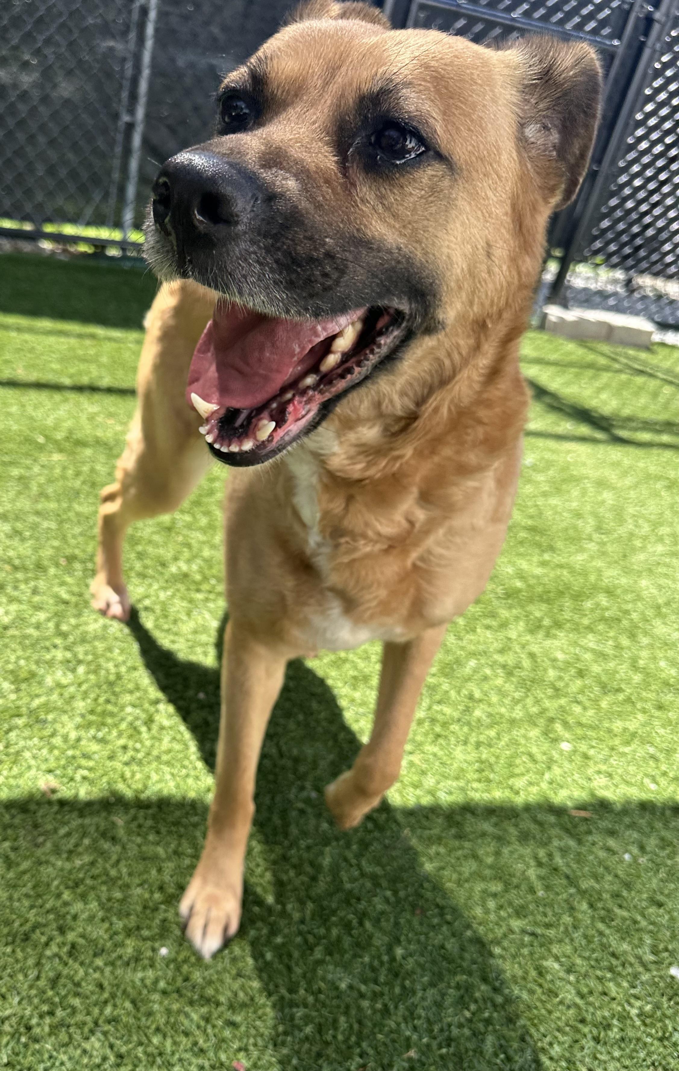 MooMoo, a Adoptable mixed breed in Groton, CT image 6/6