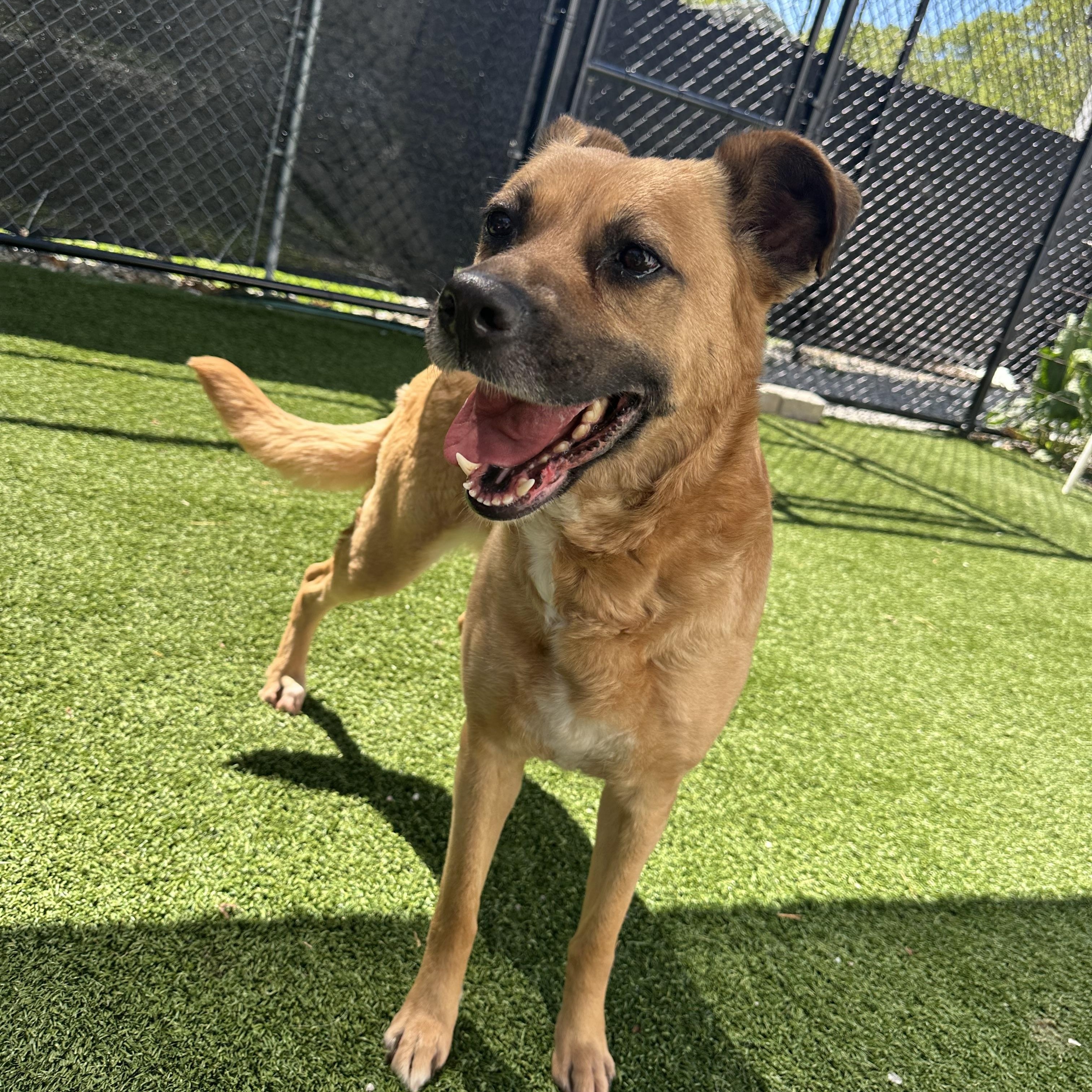 MooMoo, a Adoptable mixed breed in Groton, CT image 2/6