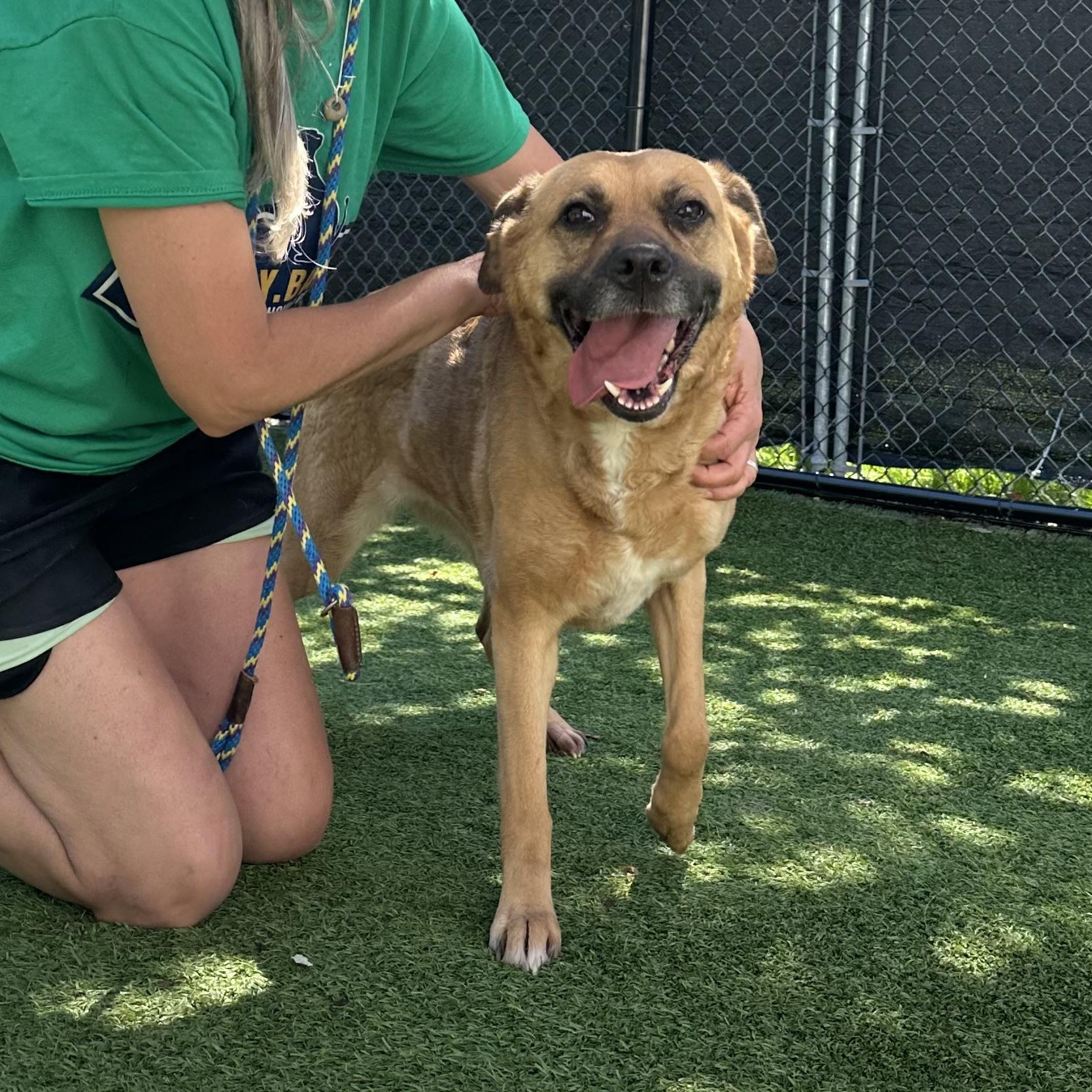 MooMoo, a Adoptable mixed breed in Groton, CT image 3/6