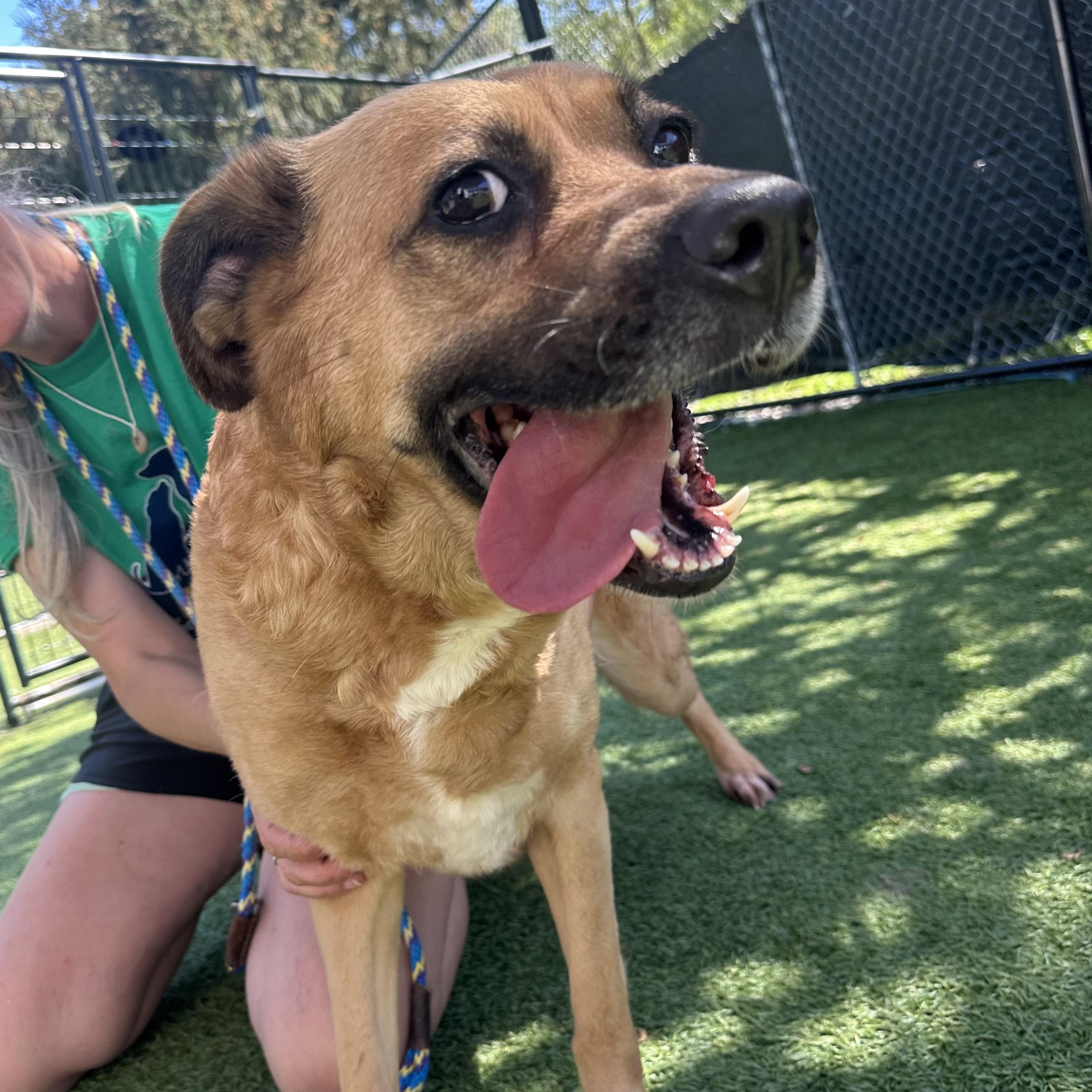 MooMoo, Adoptable, Adult Female German Shepherd Dog.