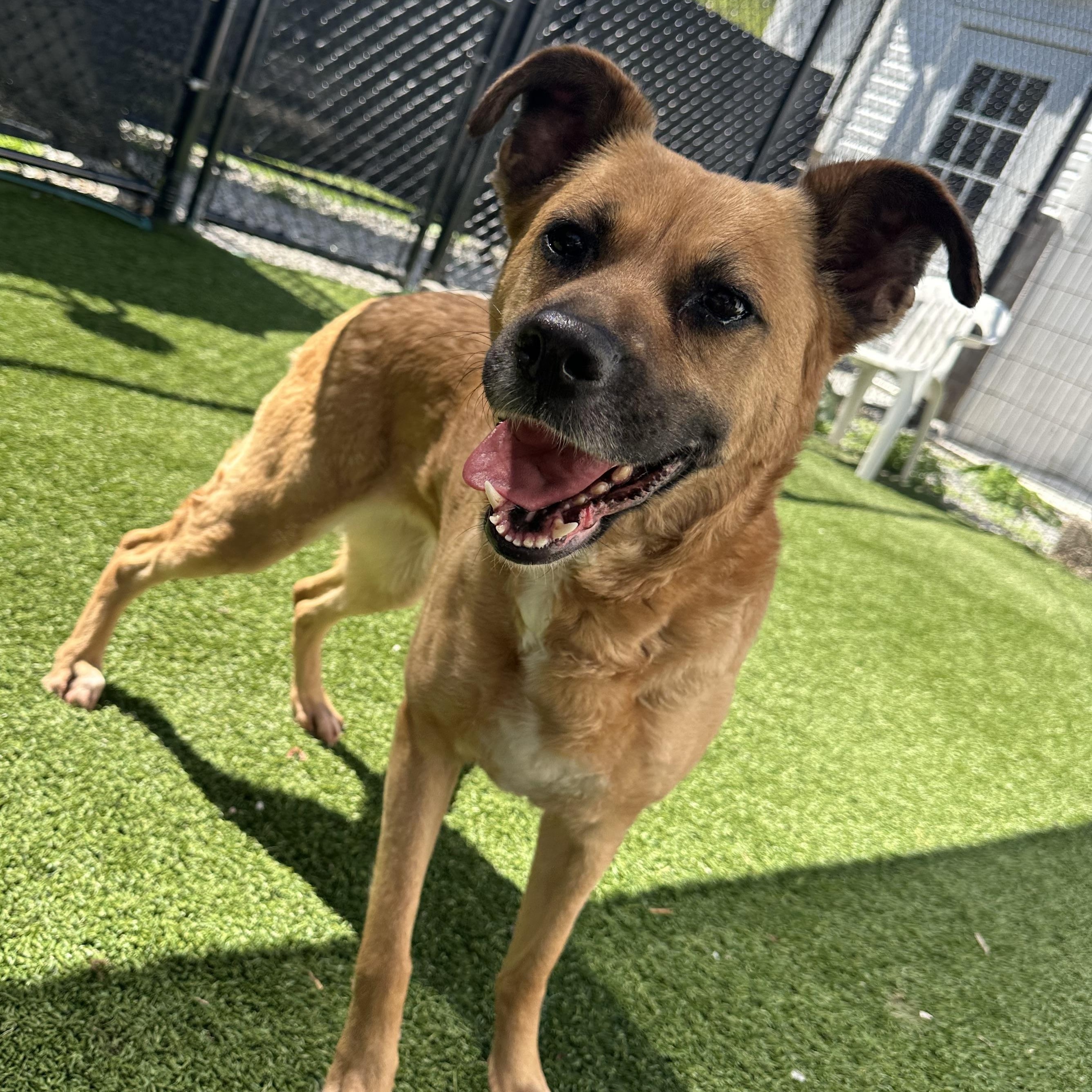 MooMoo, a Adoptable mixed breed in Groton, CT image 5/6