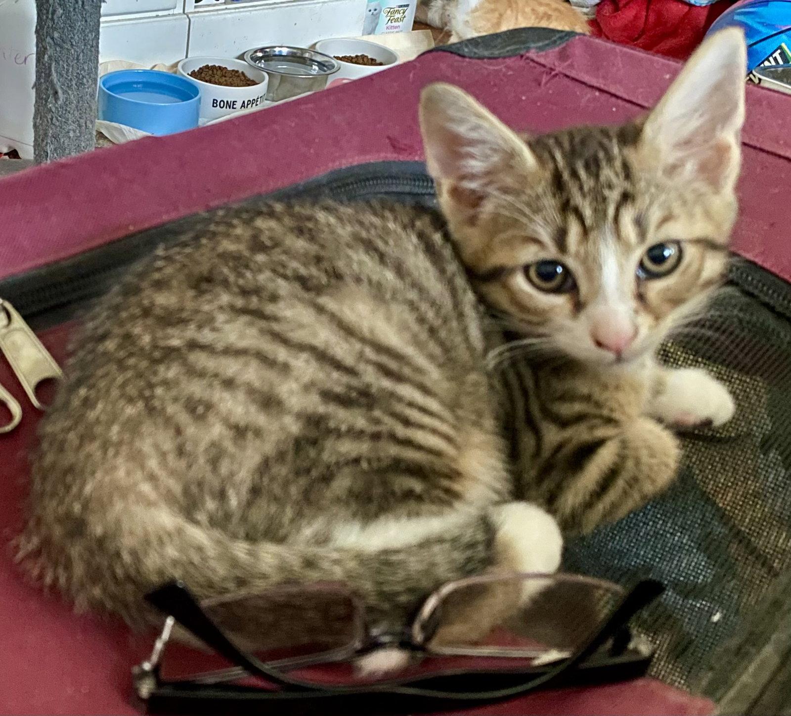 Chandler, Adoptable, Kitten Male Tabby.