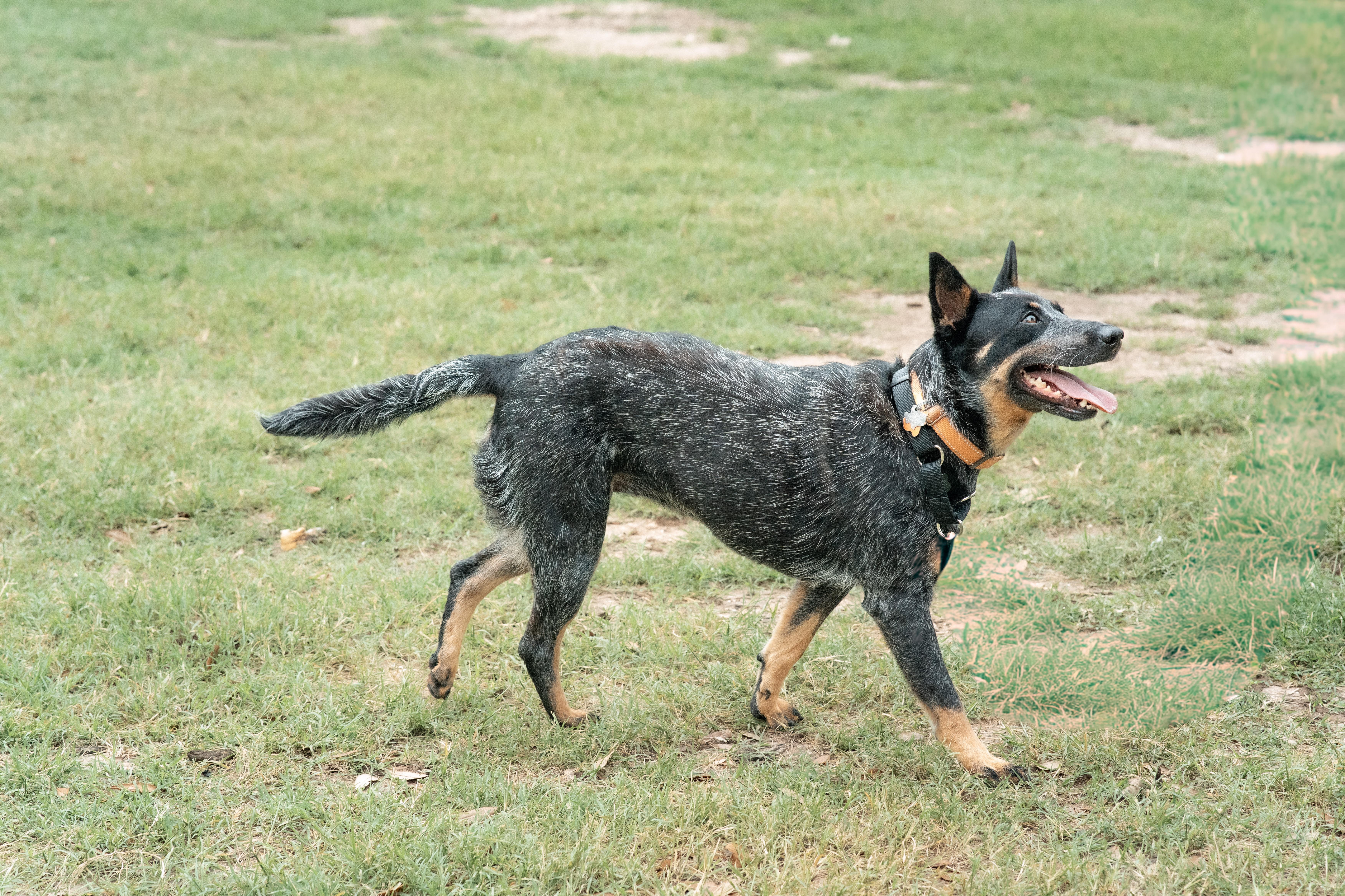 Enlarge Kandy, a Adoptable Australian Cattle Dog / Blue Heeler in San Antonio, TX image 5/5
