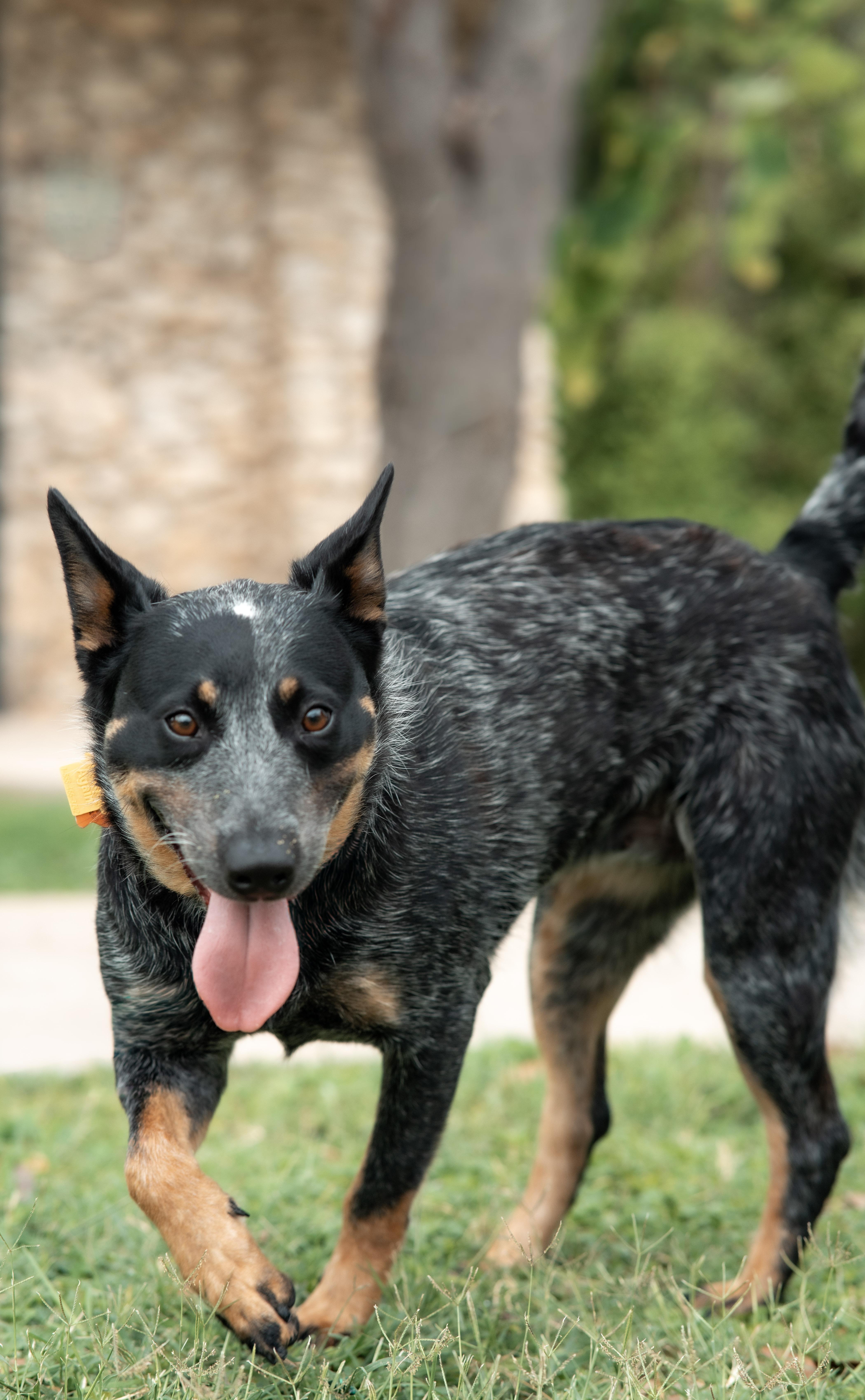 Enlarge Kandy, a Adoptable Australian Cattle Dog / Blue Heeler in San Antonio, TX image 2/5