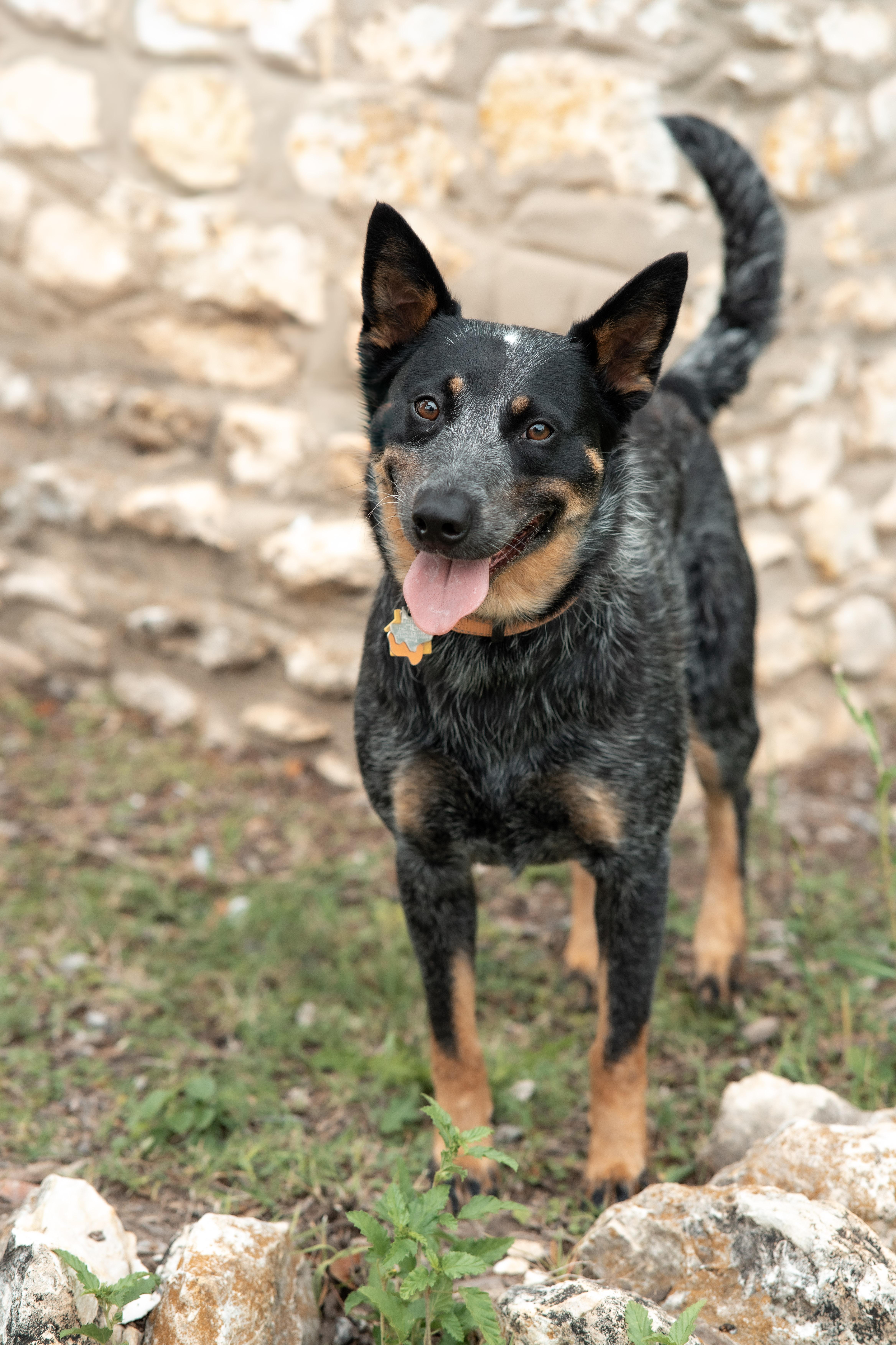 Kandy, Adoptable, Adult Female Australian Cattle Dog / Blue Heeler.