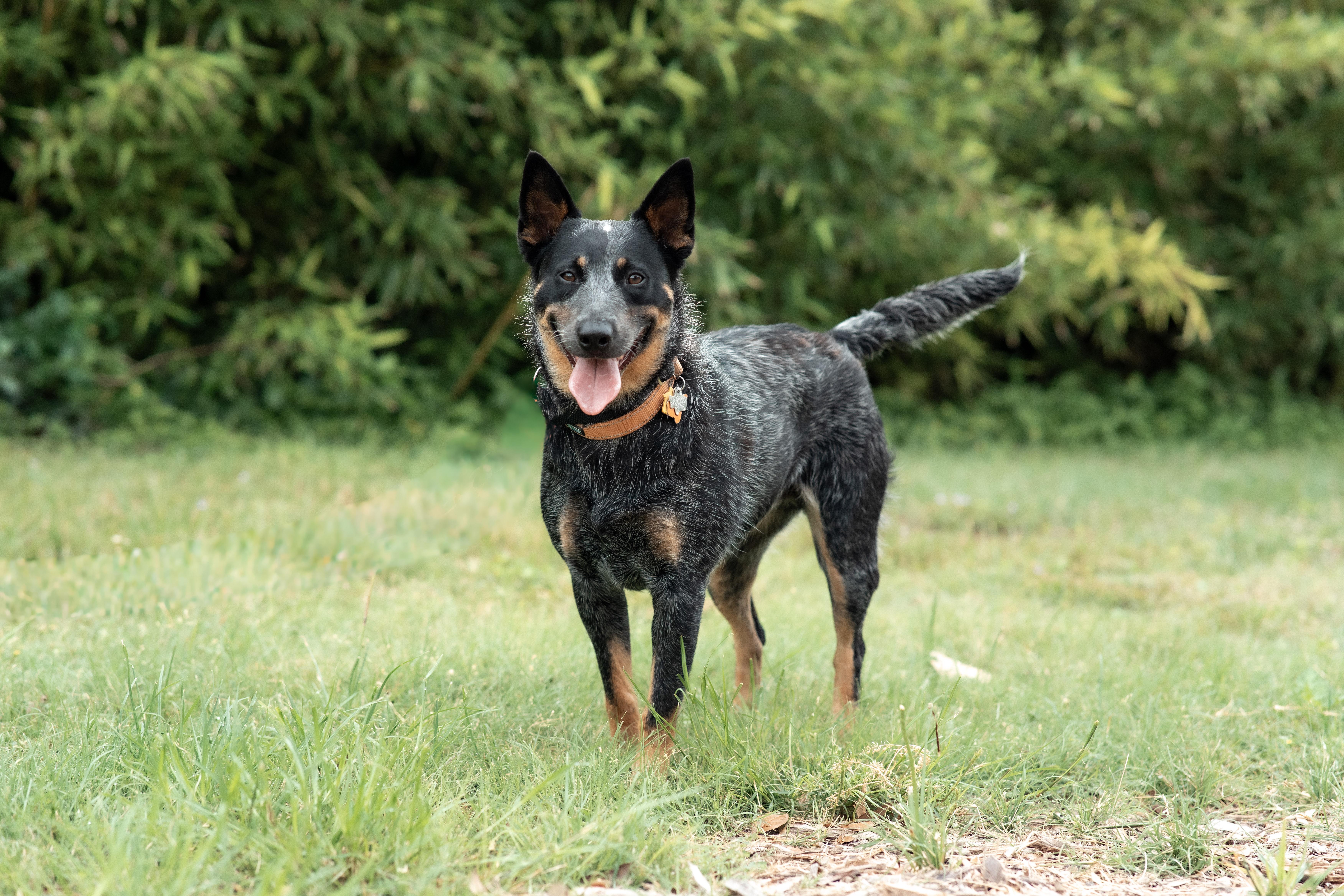 Enlarge Kandy, a Adoptable Australian Cattle Dog / Blue Heeler in San Antonio, TX image 4/5