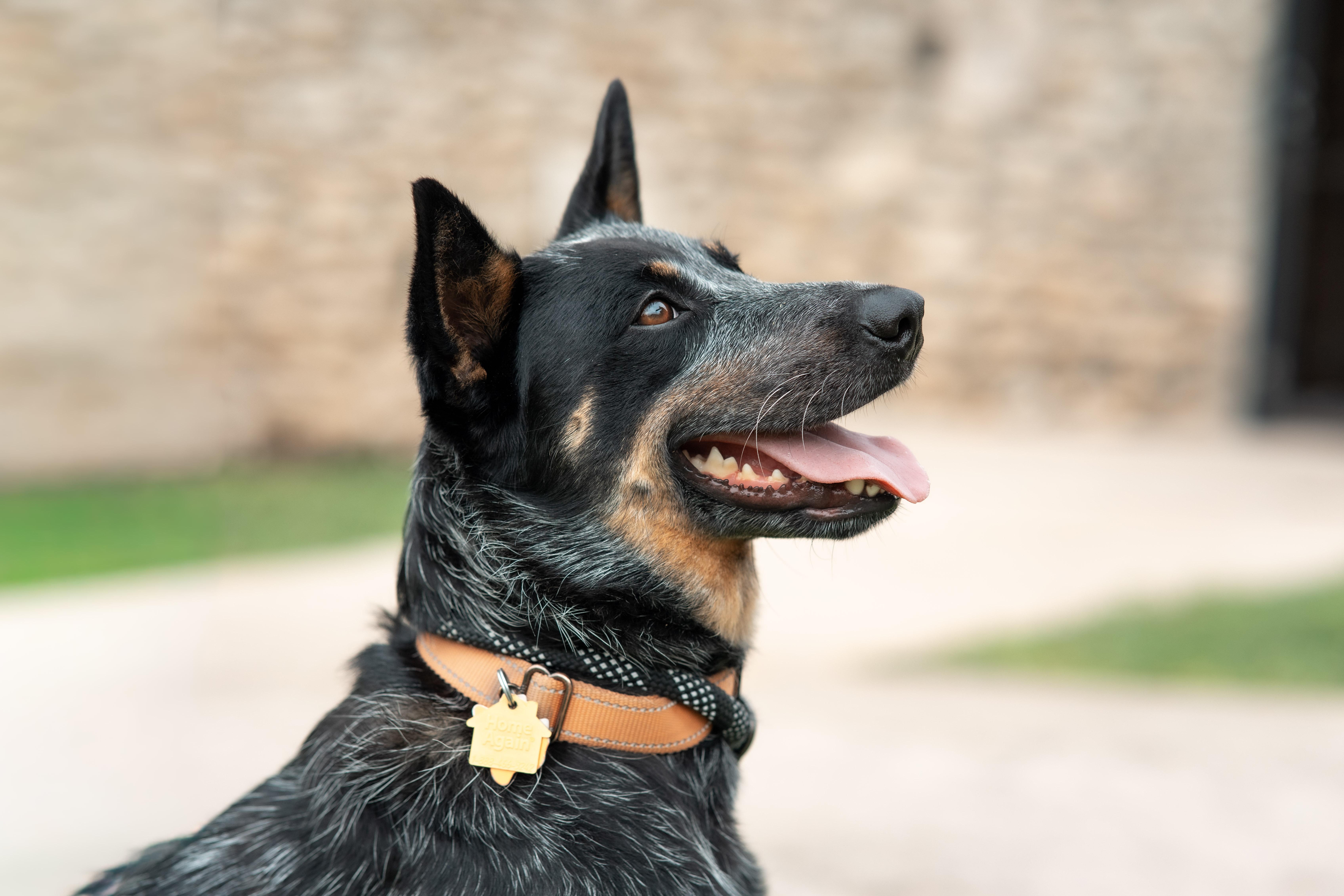 Kandy, Adoptable, Adult Female Australian Cattle Dog / Blue Heeler.