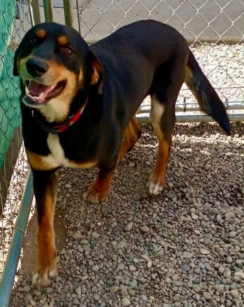 Buddy, ADOPTABLE, Young Male Rottweiler & German Shepherd Dog.