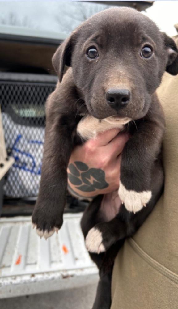 Ash, Adoptable, Puppy Female Mixed Breed.