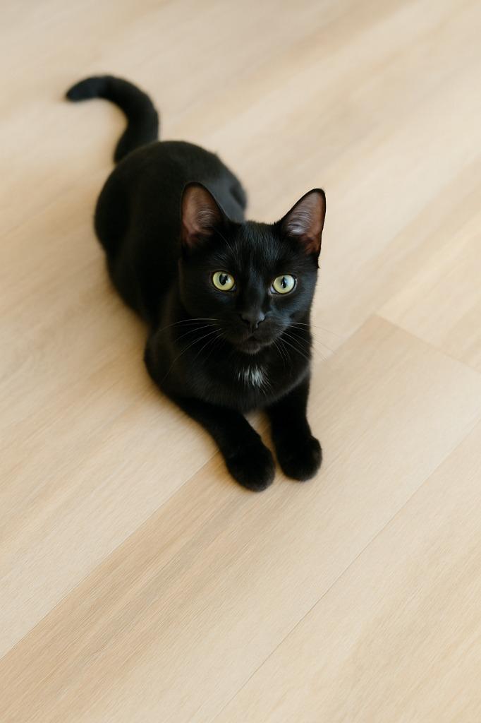 Enlarge Beatrice, a Adopted mixed breed in Hardeeville, SC image 1/1