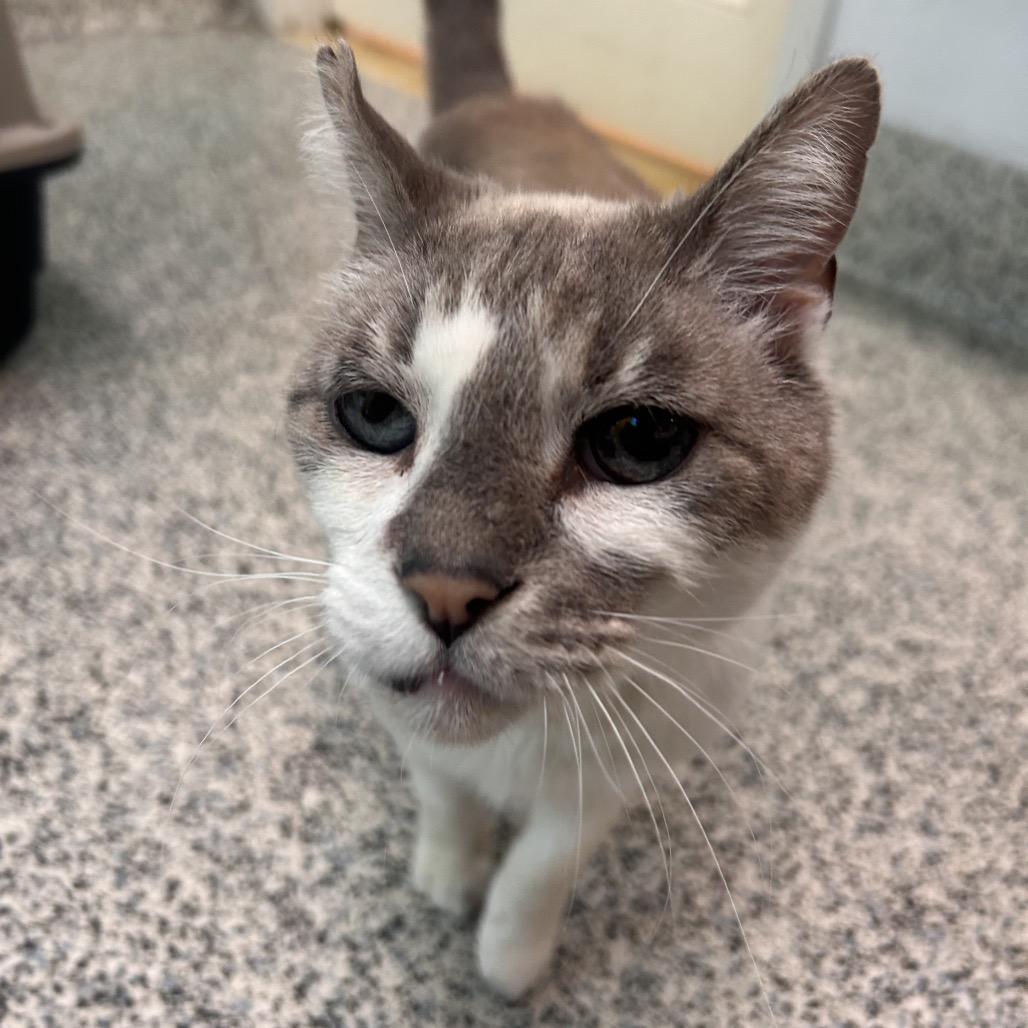 Enlarge Grunkle, a Adoptable Domestic Short Hair in Fresno, CA image 1/3