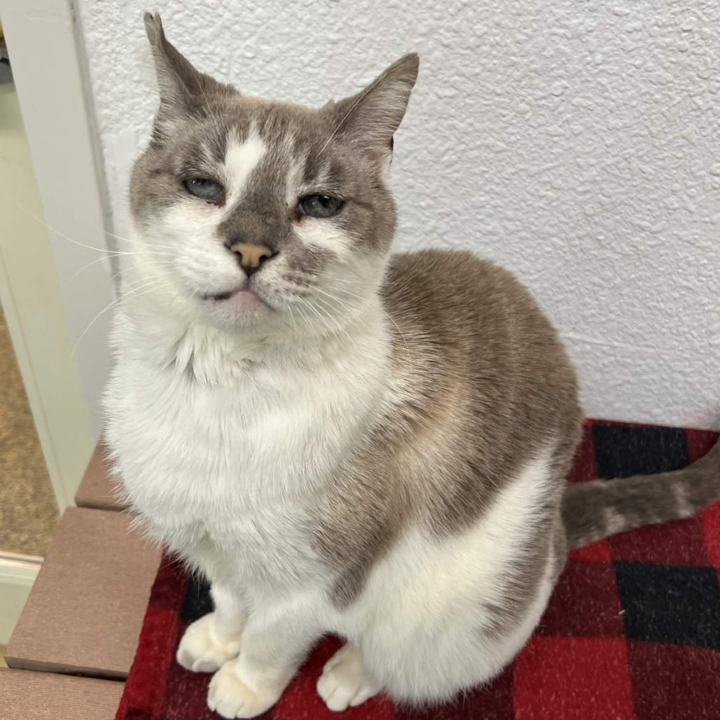 Enlarge Grunkle, a Adoptable Domestic Short Hair in Fresno, CA image 2/3