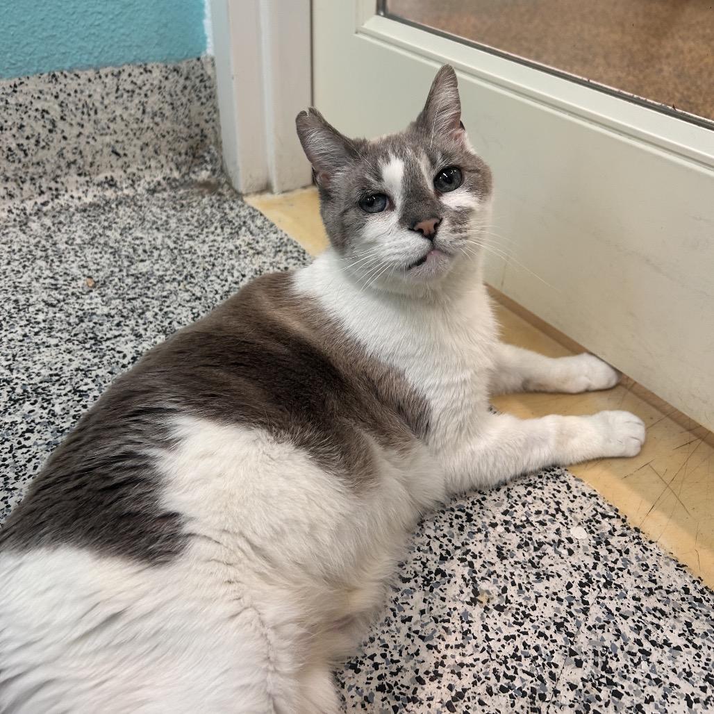 Enlarge Grunkle, a Adoptable Domestic Short Hair in Fresno, CA image 3/3