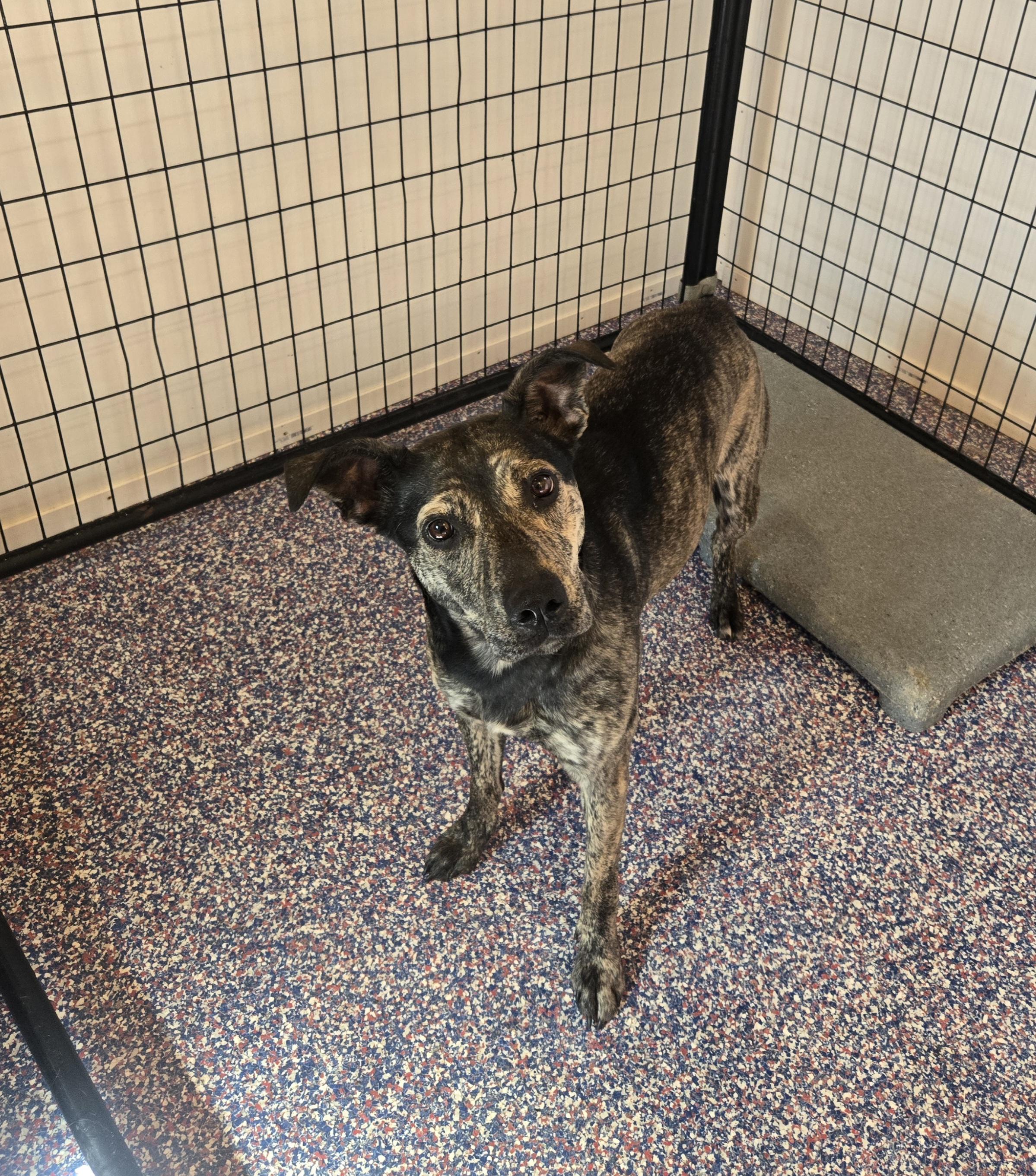 Brownie, Adoptable, Young Female Australian Terrier.