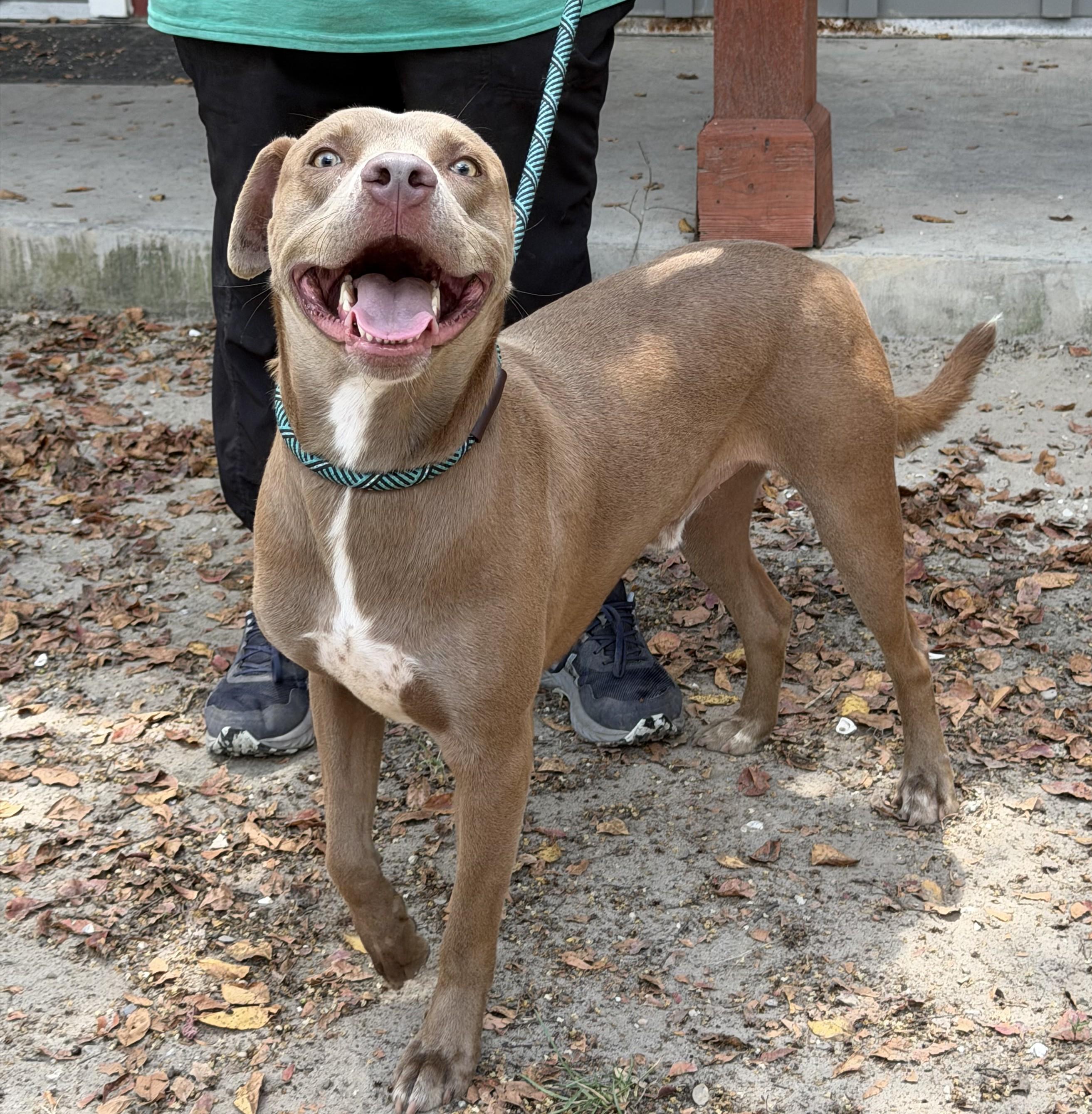 McFly, an adopted mixed breed in Slidell, LA image 2/3