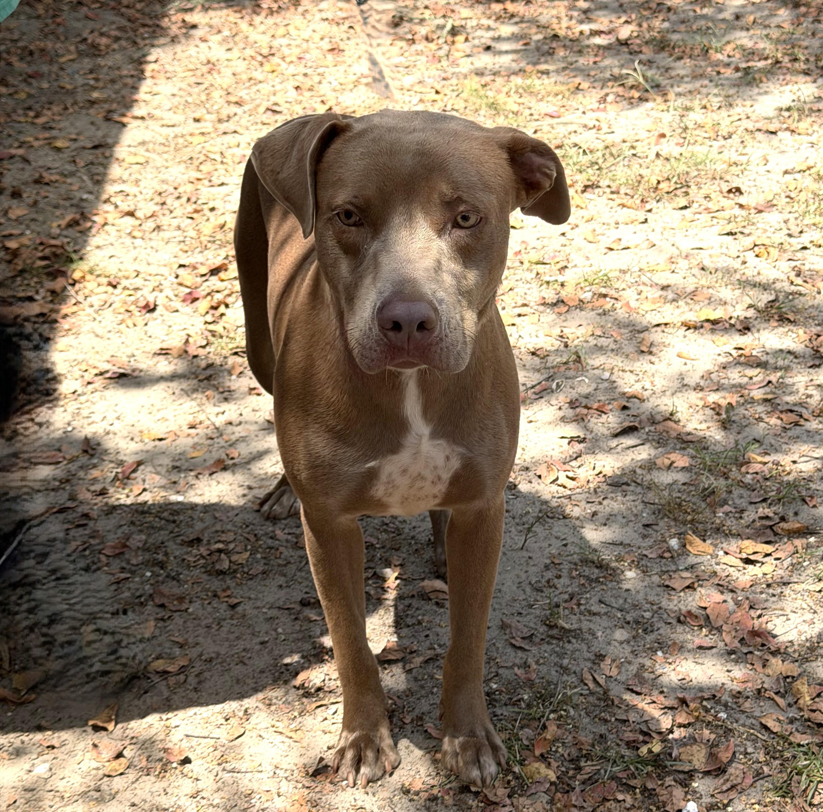 McFly, adopted, Adult Male Weimaraner.