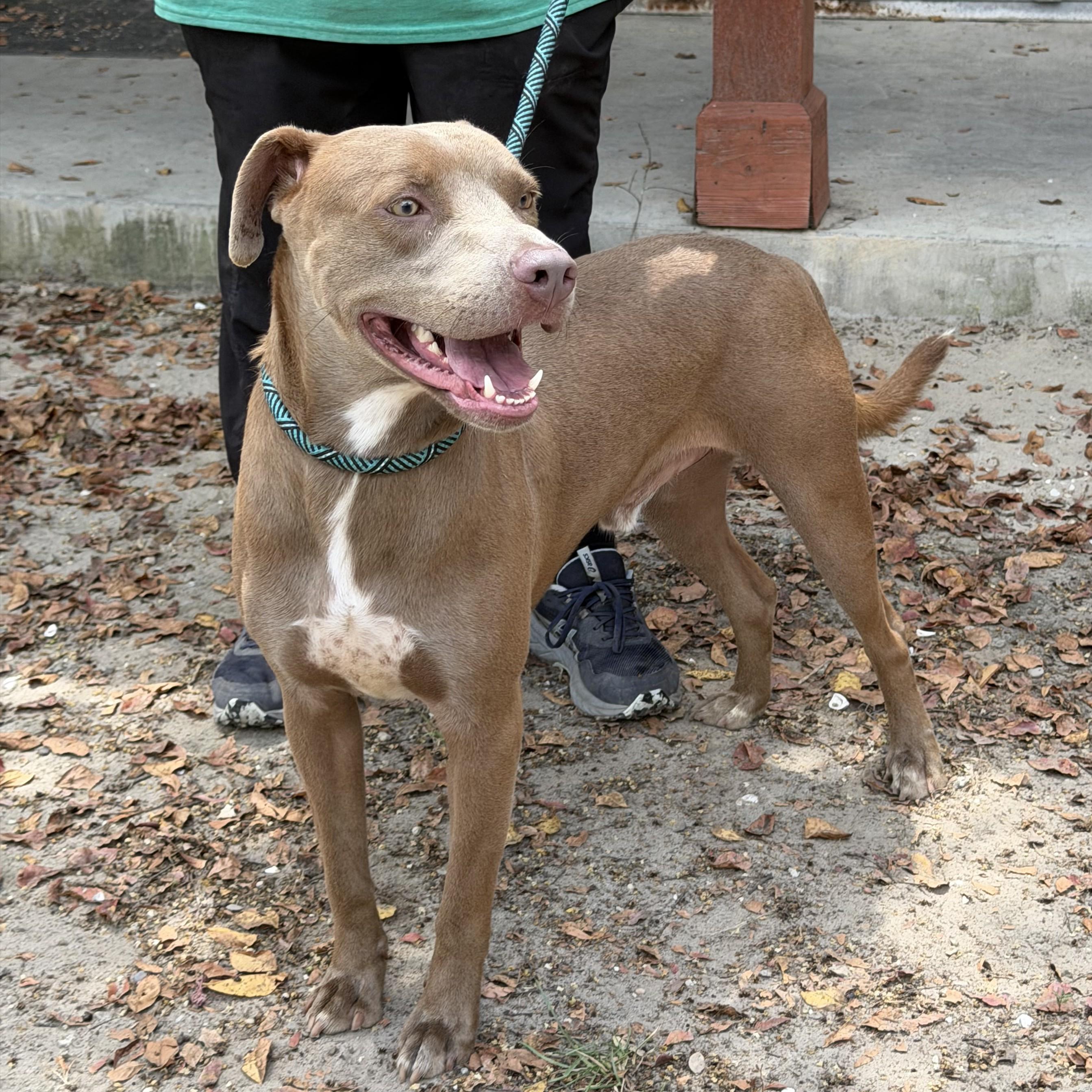 McFly, an adopted mixed breed in Slidell, LA image 3/3