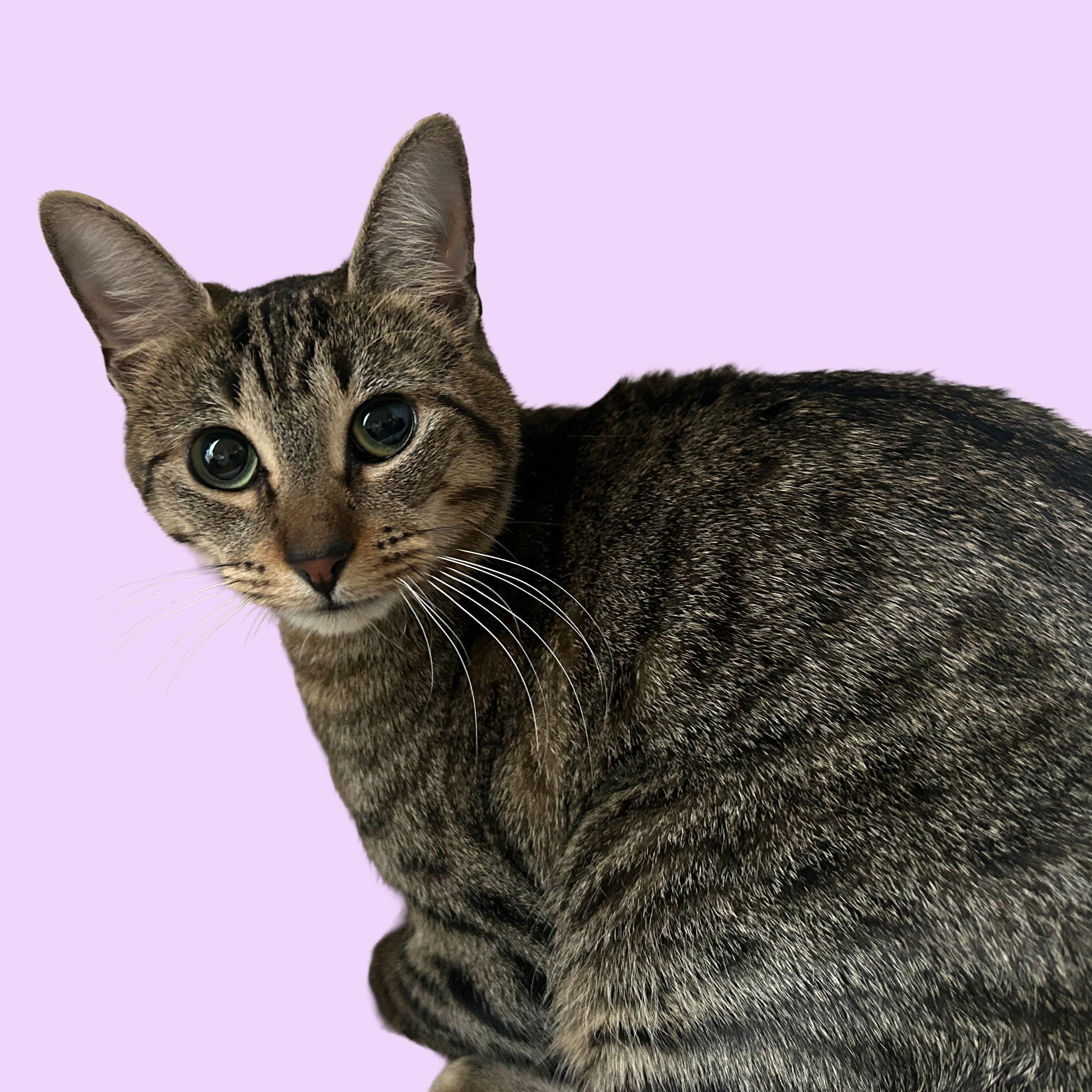 Enlarge MAIRA, a Adoptable mixed breed in Cleveland , OH image 1/6