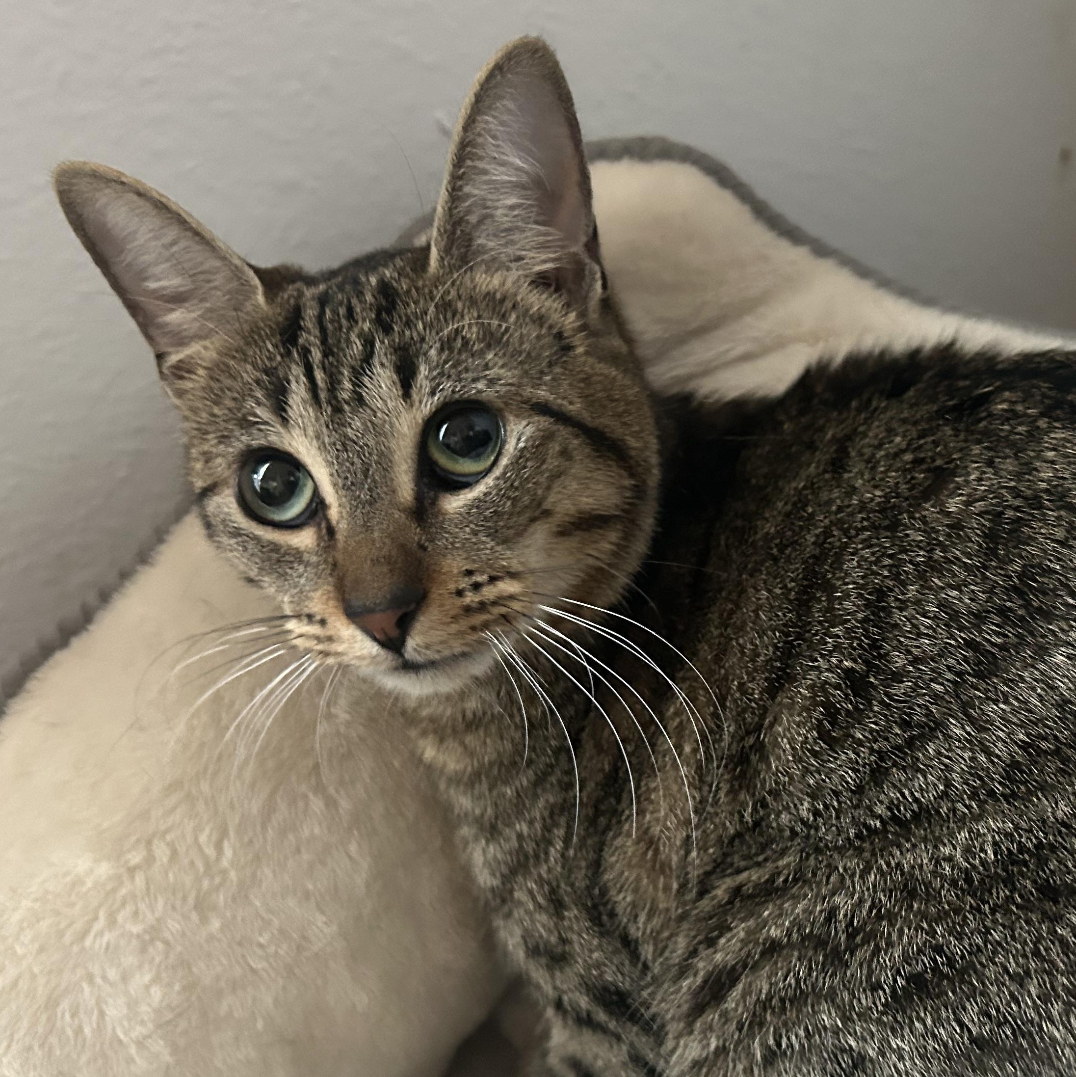 Enlarge MAIRA, a Adoptable mixed breed in Cleveland , OH image 6/6