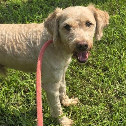 Ricola, an adopted mixed breed in Lancaster, PA image 2/2
