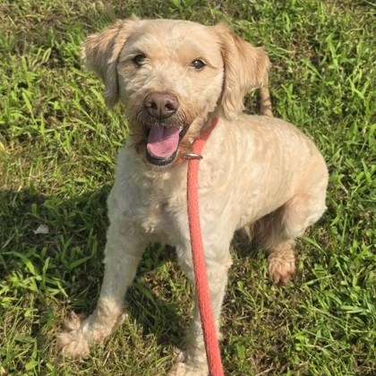 Ricola, adopted, Adult Male Miniature Poodle.