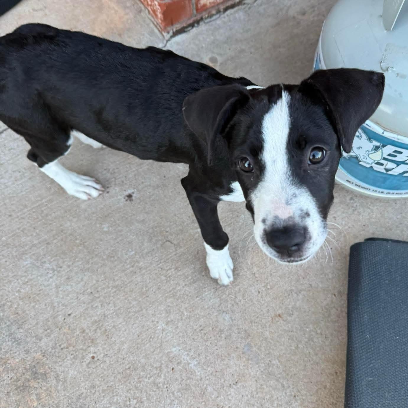Enlarge Stella, a Adopted mixed breed in Yukon, OK image 2/3