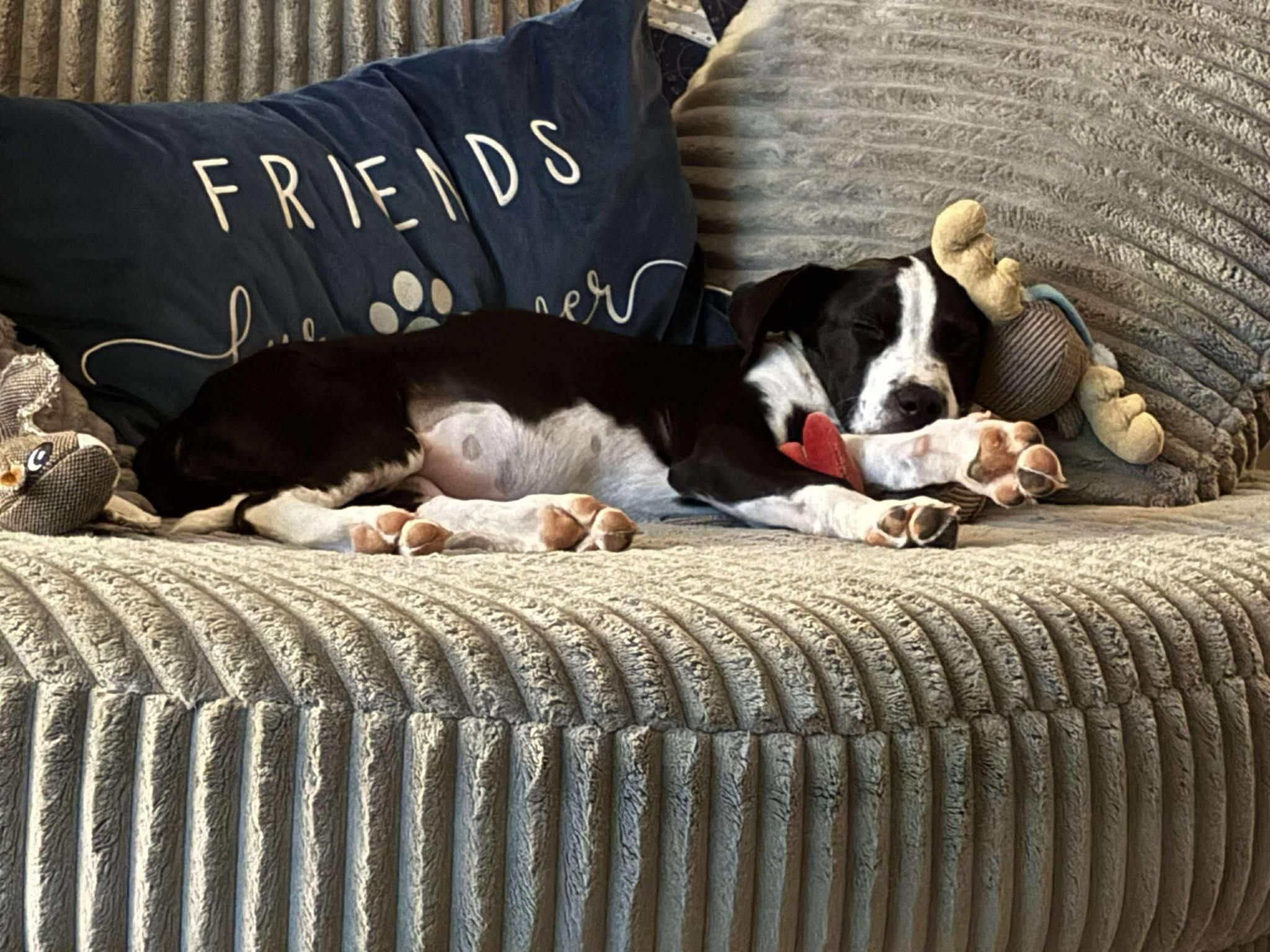 Enlarge Stella, a Adopted mixed breed in Yukon, OK image 3/3