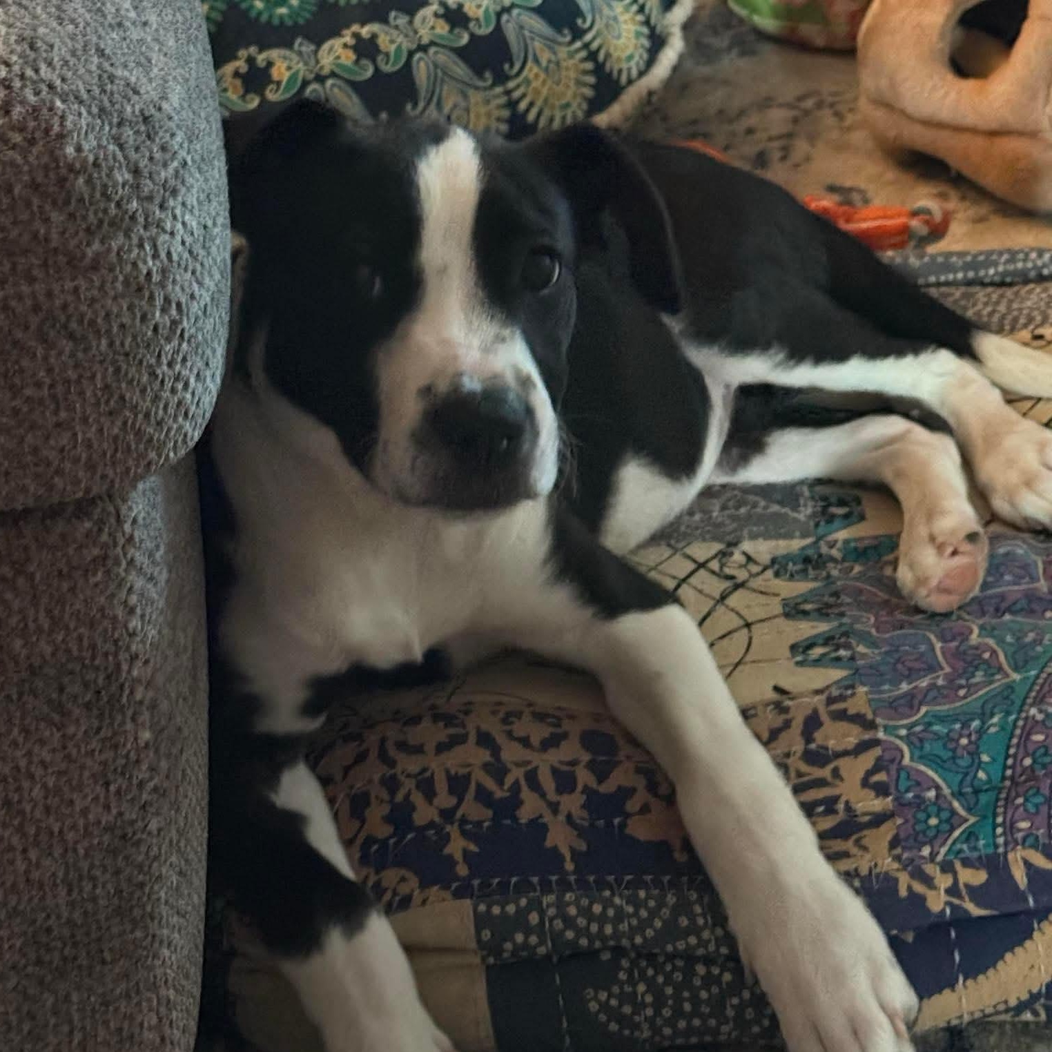 Enlarge Stella, a Adopted mixed breed in Yukon, OK image 1/3