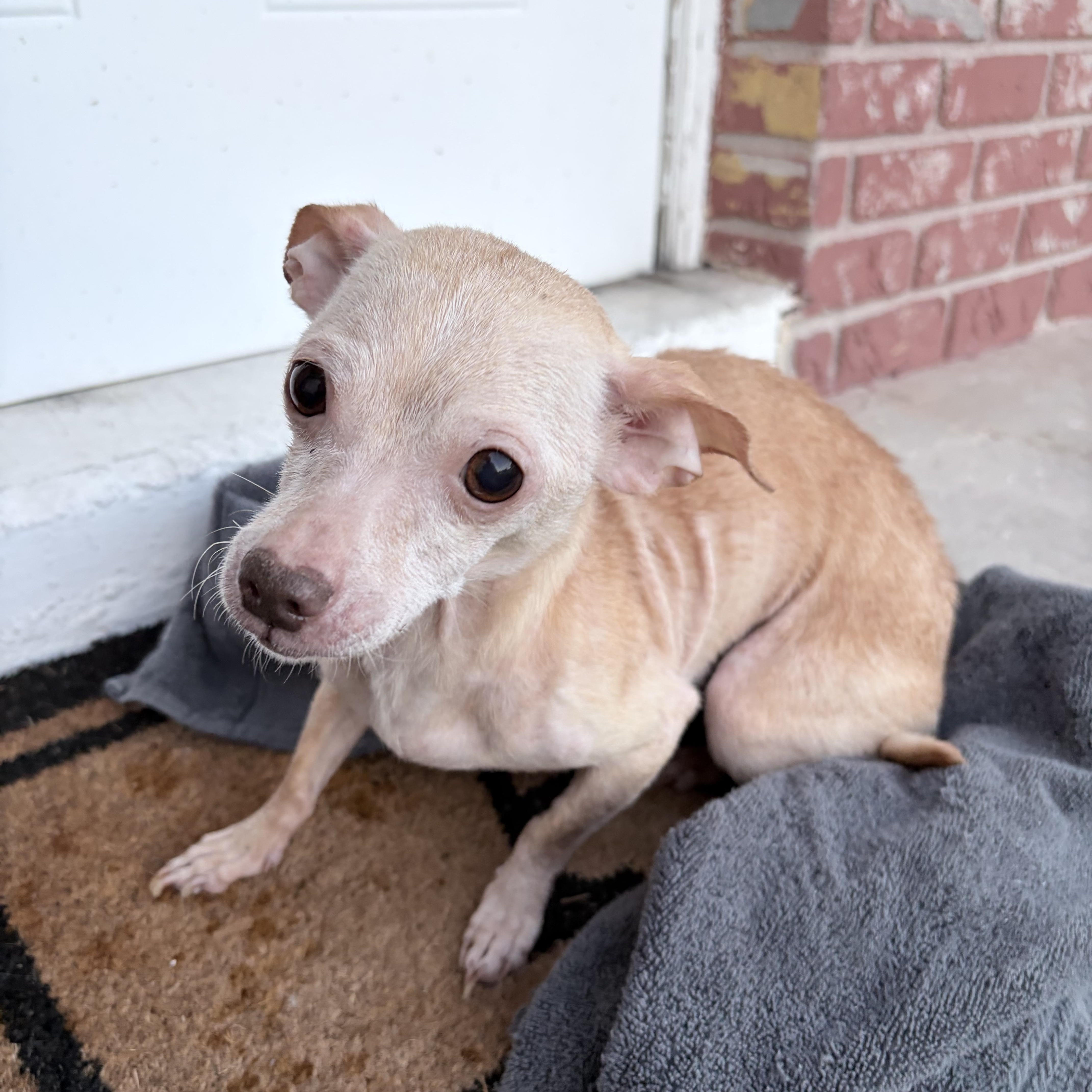 Enlarge Princess Pinky Bubblegum, an adopted Chihuahua in Tampa, FL image 5/6
