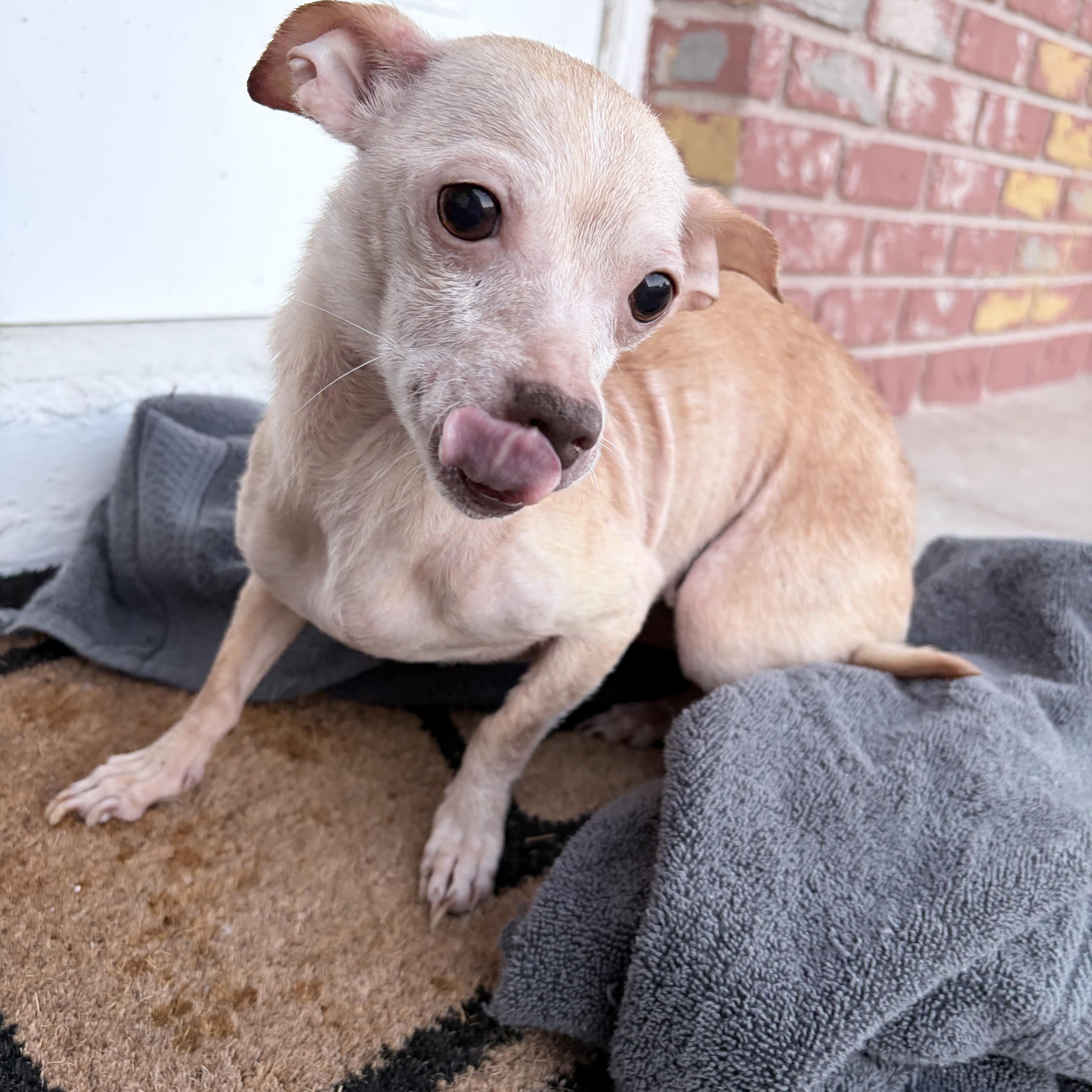 Enlarge Princess Pinky Bubblegum, an adopted Chihuahua in Tampa, FL image 4/6